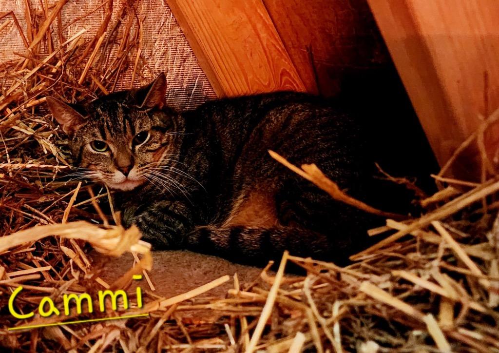 Cammi — thumbnail 2