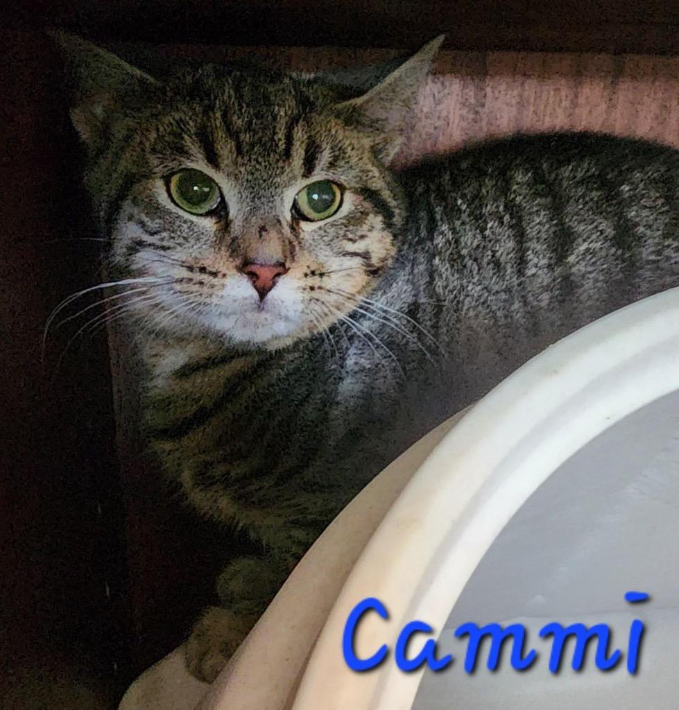Cammi — thumbnail 3