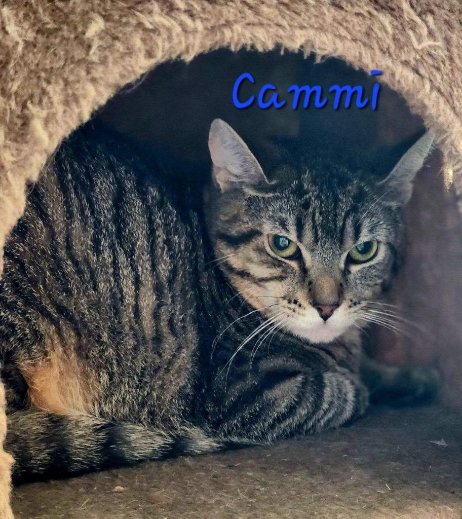 Enlarge Cammi, a Adoptable mixed breed in Cambridge, MD image 2/4