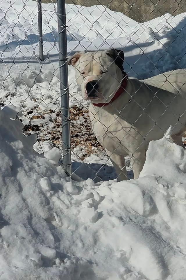 Enlarge Israel, a ADOPTABLE mixed breed in Greenwood, IN image 5/5