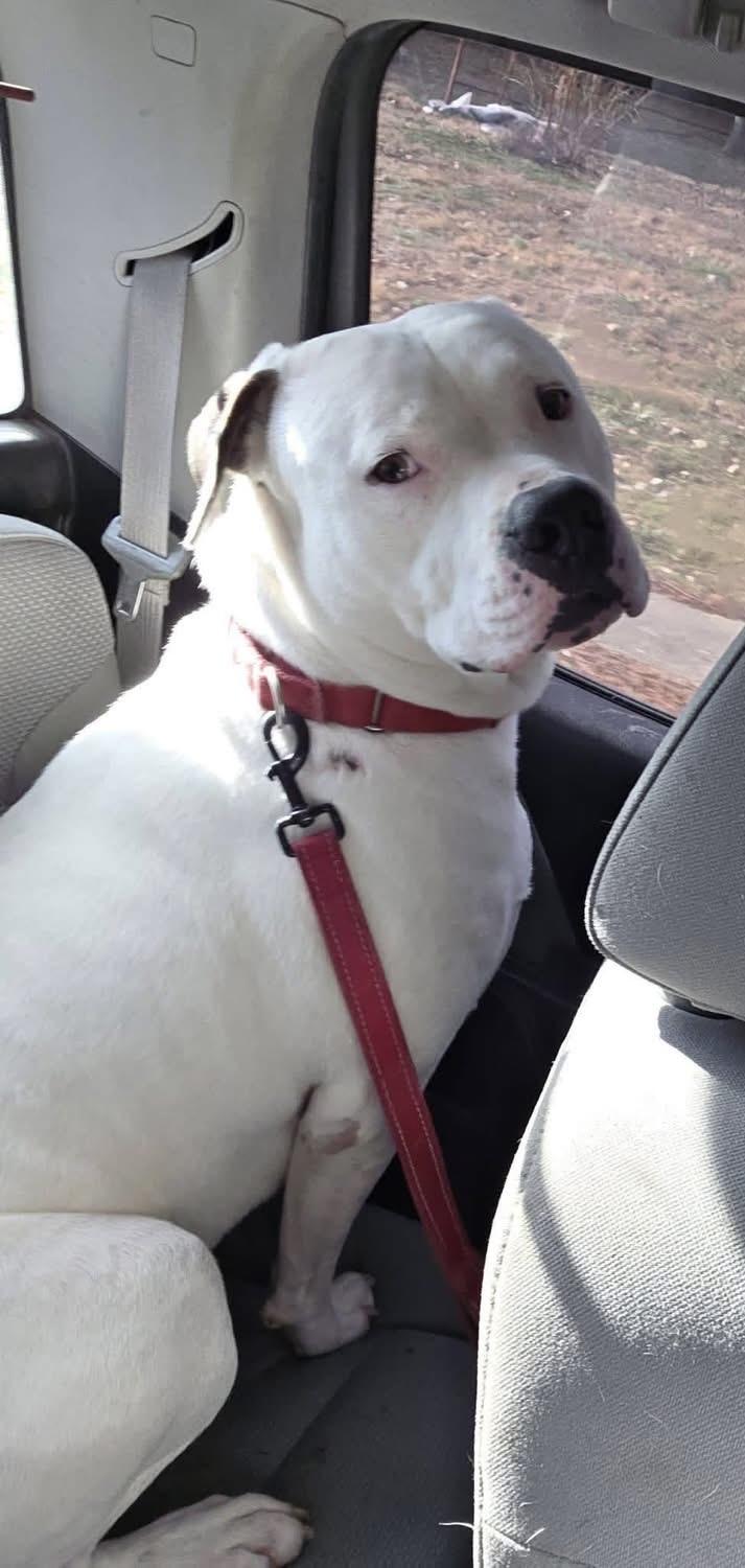 Enlarge Israel, a ADOPTABLE mixed breed in Greenwood, IN image 3/3