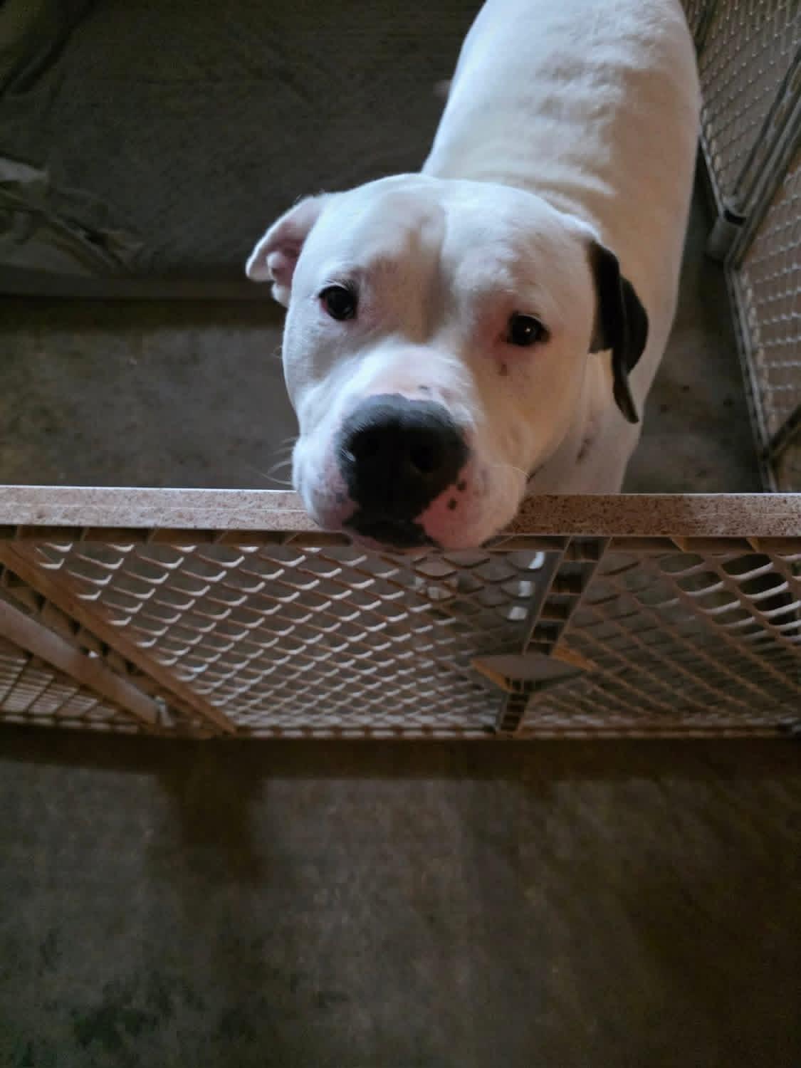 Enlarge Israel, a ADOPTABLE mixed breed in Greenwood, IN image 4/5