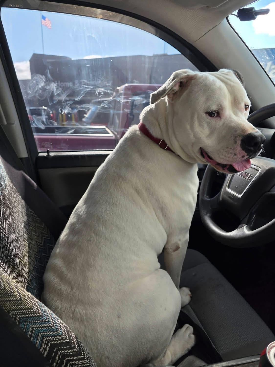 Israel, ADOPTABLE, Adult Male Mixed Breed.