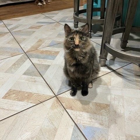 Penny Lane, adoptable, Young Female Calico.