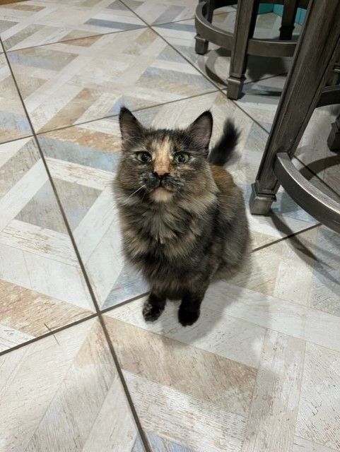 Penny Lane, an adoptable Calico in Springtown, TX image 2/3