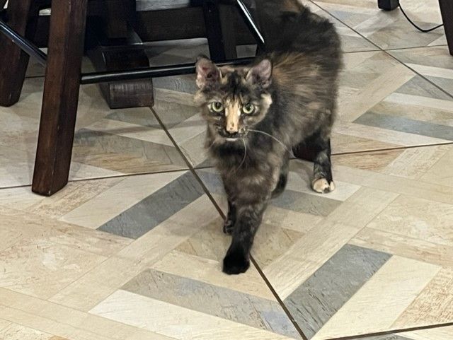 Penny Lane, an adoptable Calico in Springtown, TX image 3/3