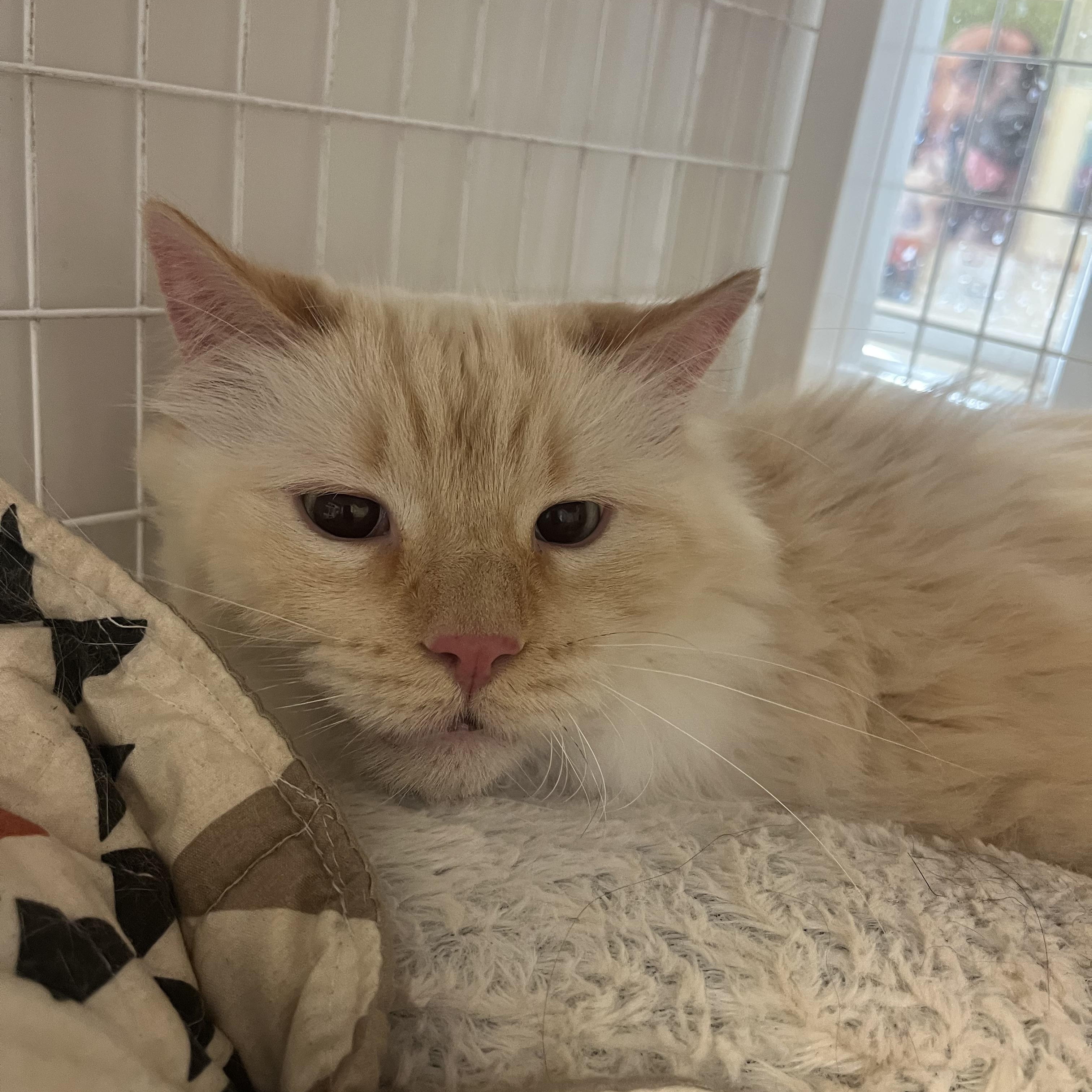Pearlius, adopted, Adult Male Domestic Long Hair.
