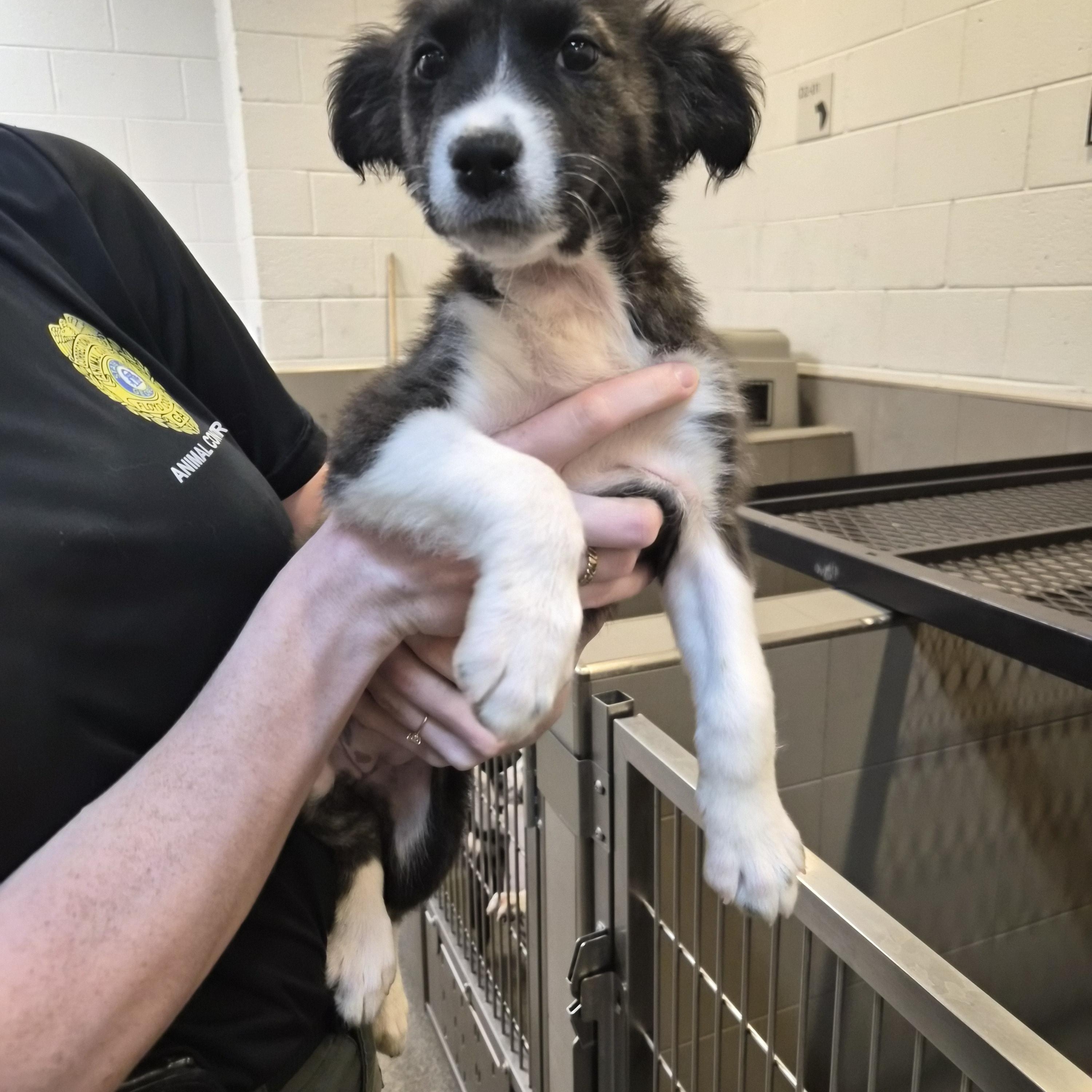 Penelope, Adoptable, Puppy Female Mixed Breed.