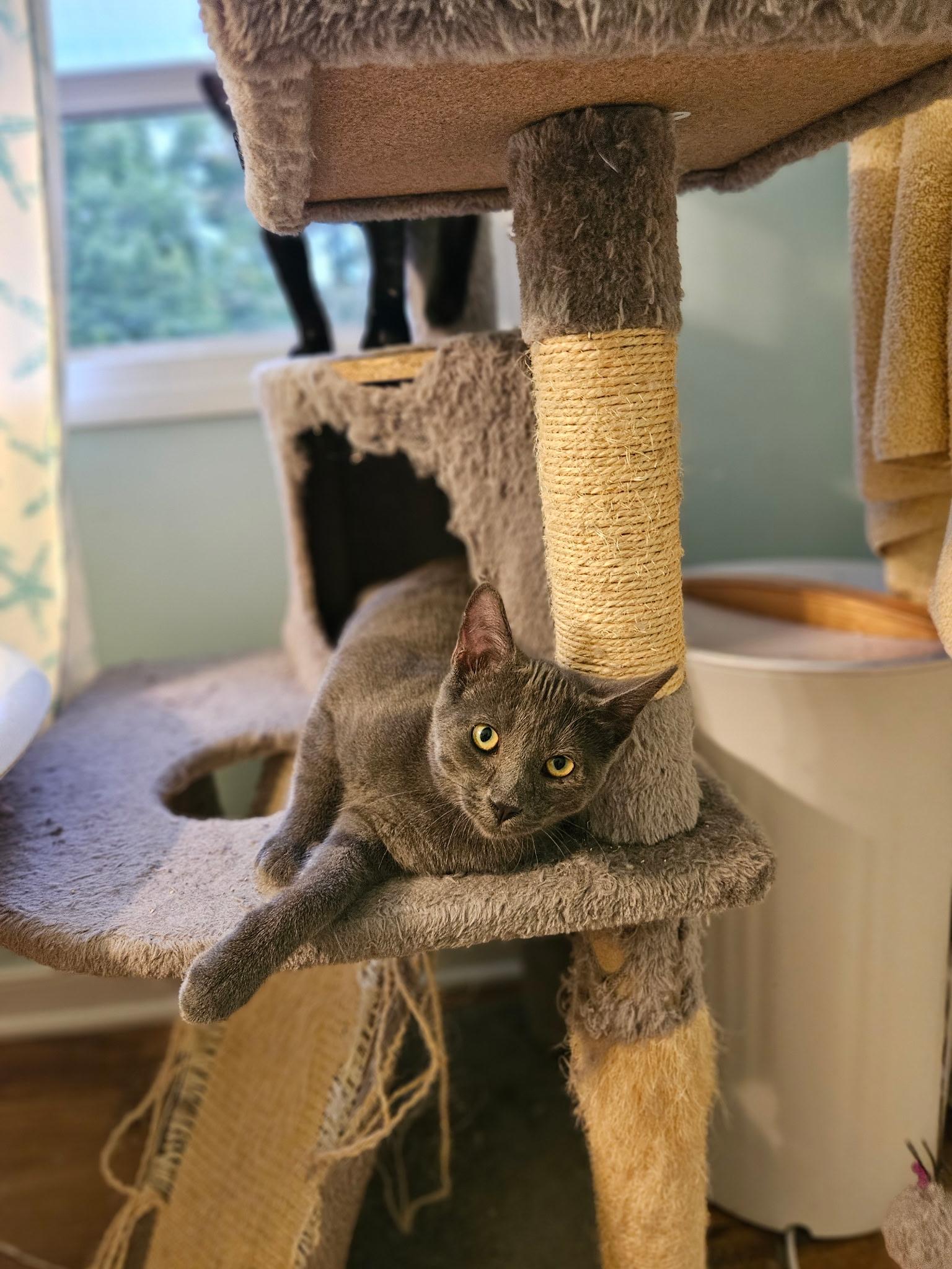 Mike, Adoptable, Kitten Male Domestic Short Hair.