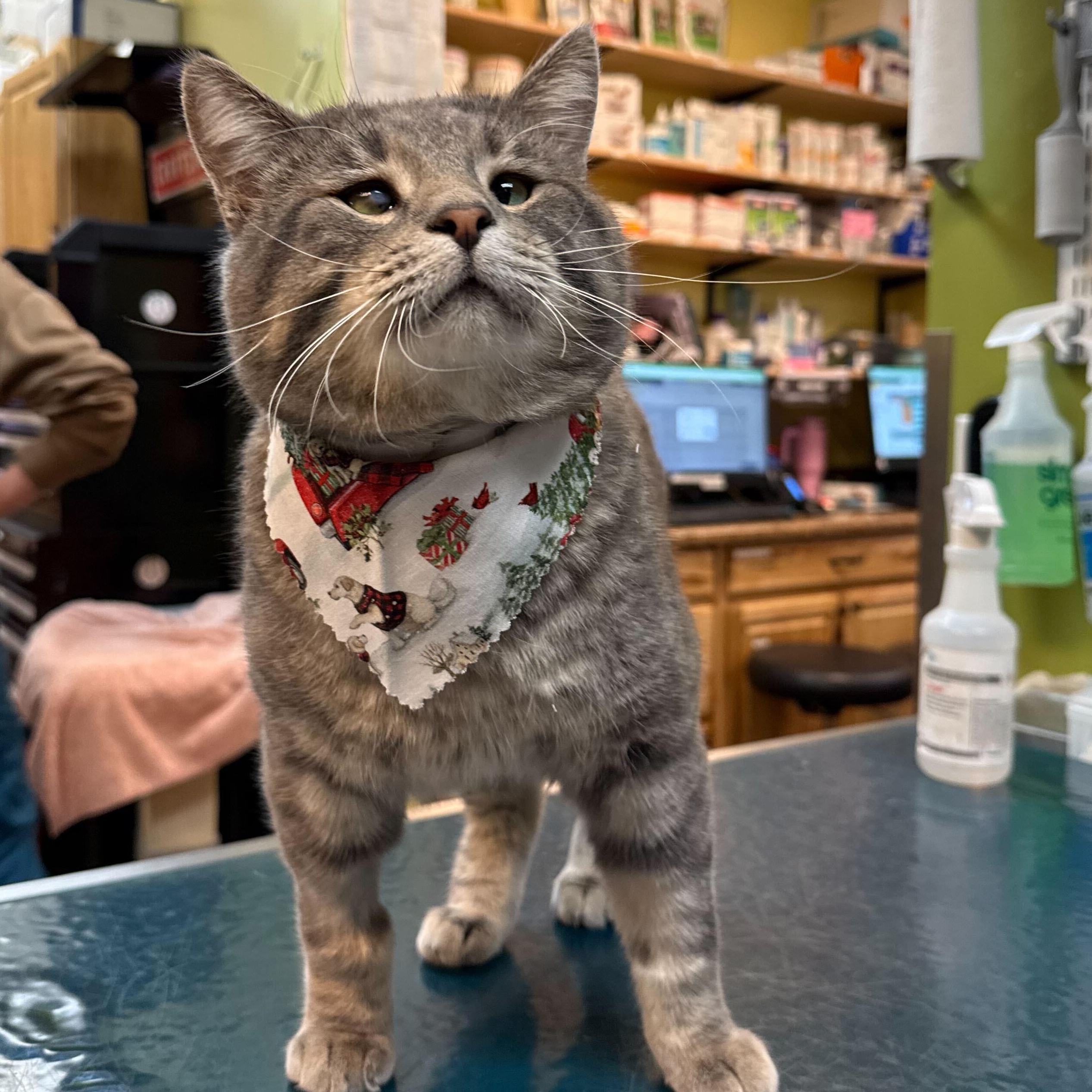 Enlarge Concrete, a ADOPTABLE Domestic Short Hair in Ogden, UT image 5/6