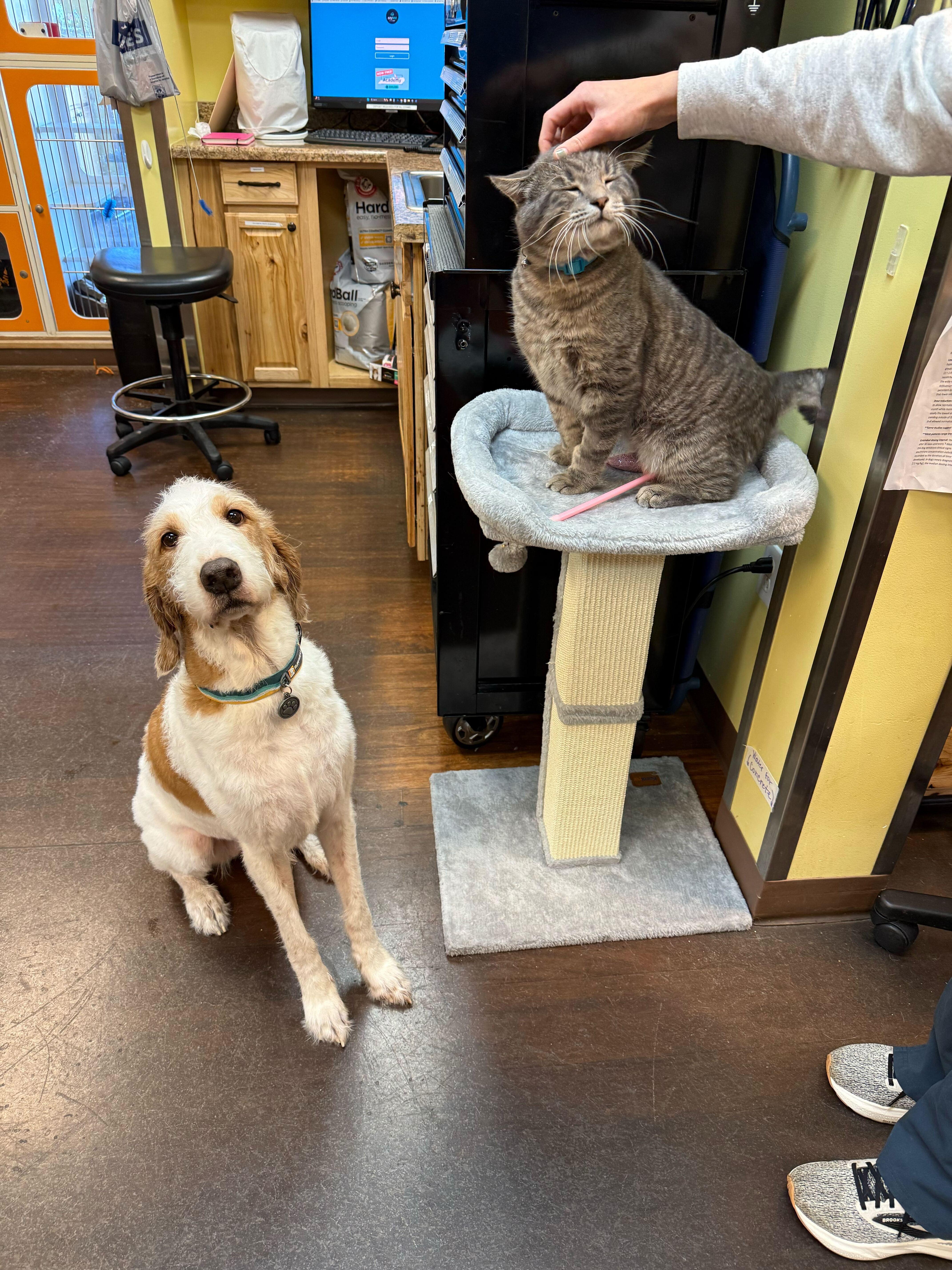 Enlarge Concrete, a ADOPTABLE Domestic Short Hair in Ogden, UT image 2/6