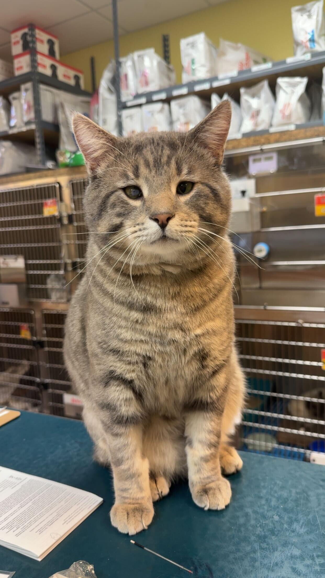 Enlarge Concrete, a ADOPTABLE Domestic Short Hair in Ogden, UT image 4/6