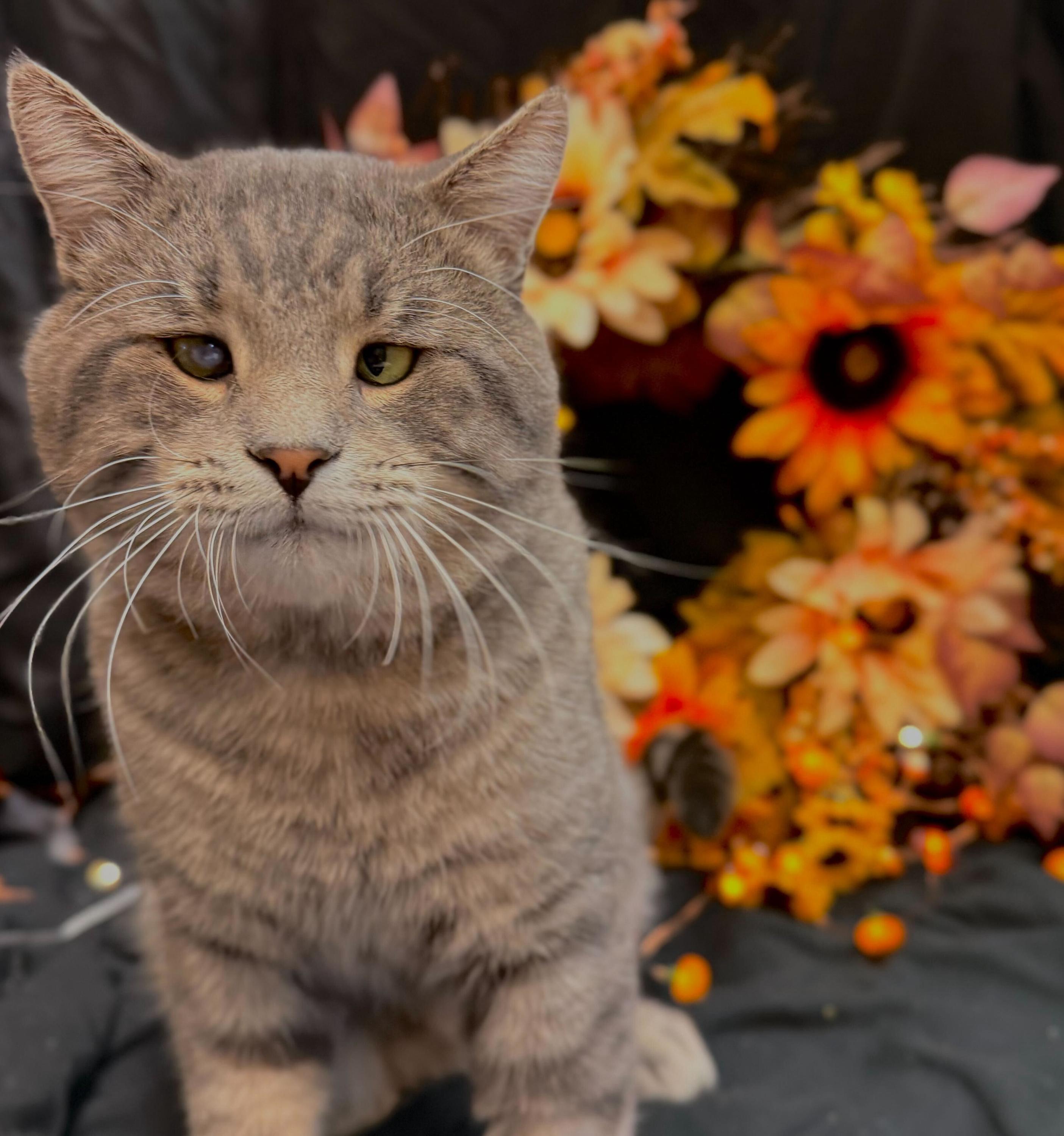 Enlarge Concrete, a ADOPTABLE Domestic Short Hair in Ogden, UT image 1/6