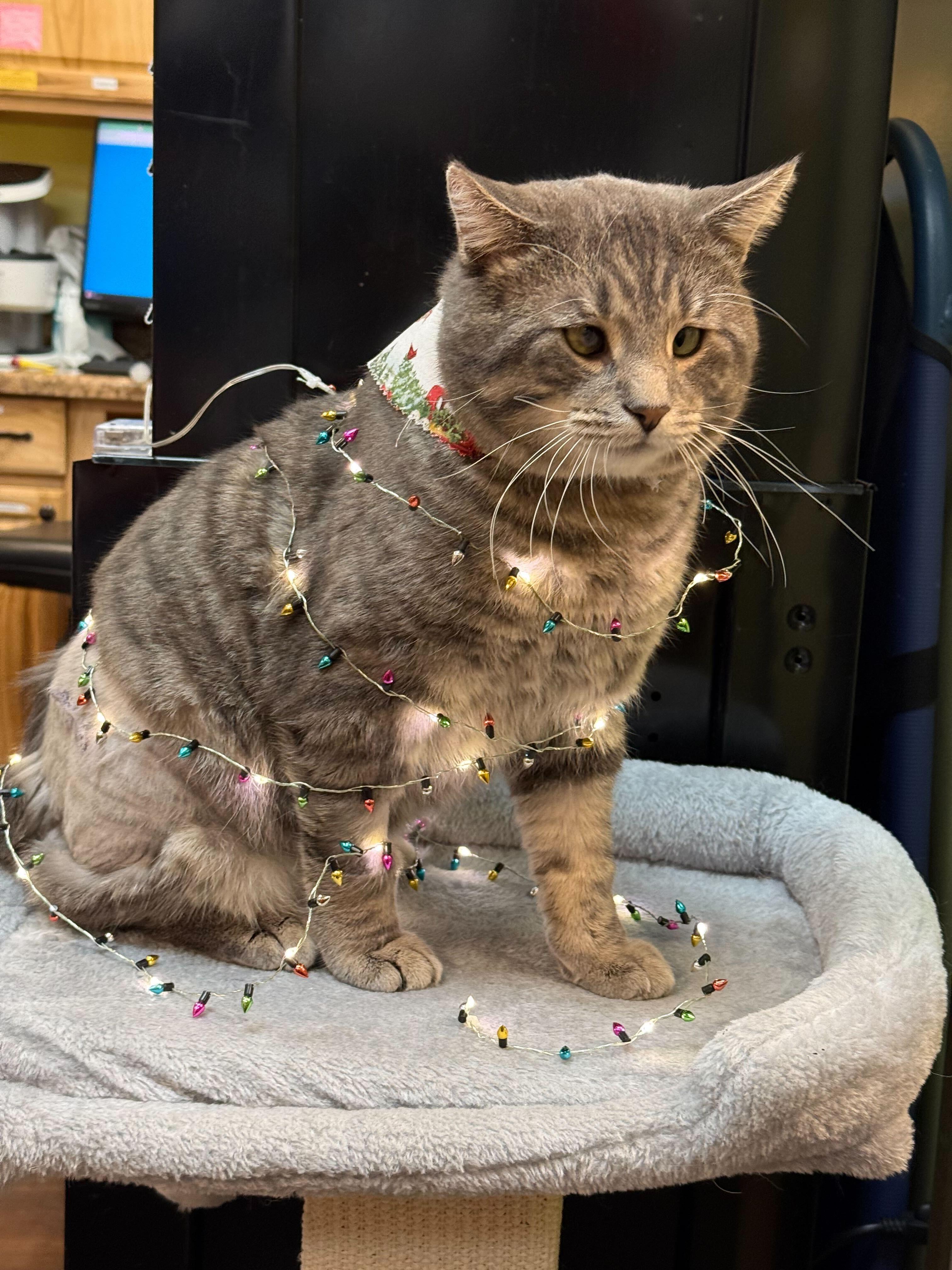 Enlarge Concrete, a ADOPTABLE Domestic Short Hair in Ogden, UT image 3/6