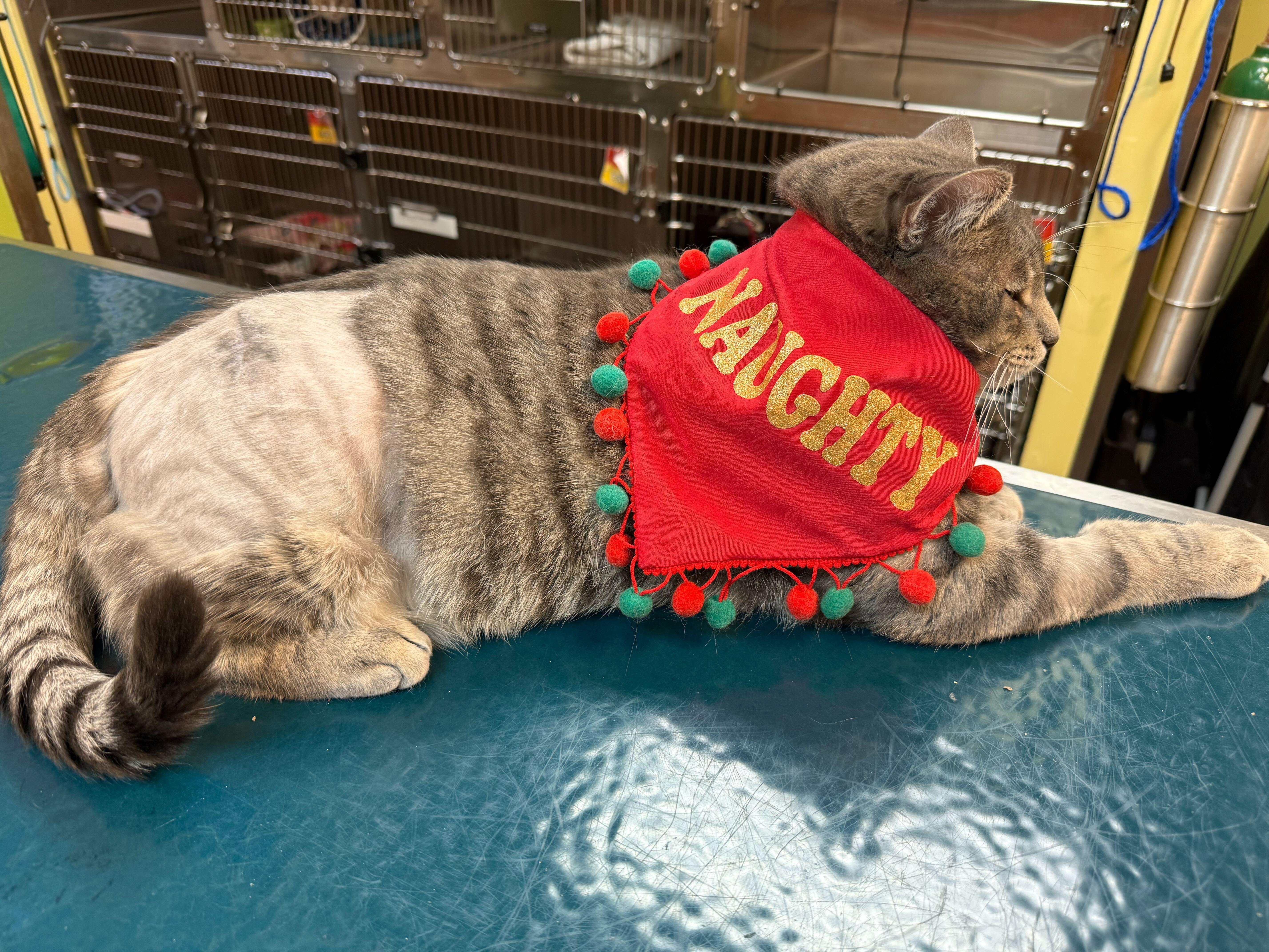 Enlarge Concrete, a ADOPTABLE Domestic Short Hair in Ogden, UT image 6/6