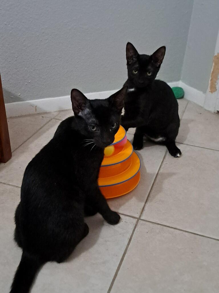 Apple Pie, a Adoptable Domestic Short Hair in Bonita Springs, FL image 5/5