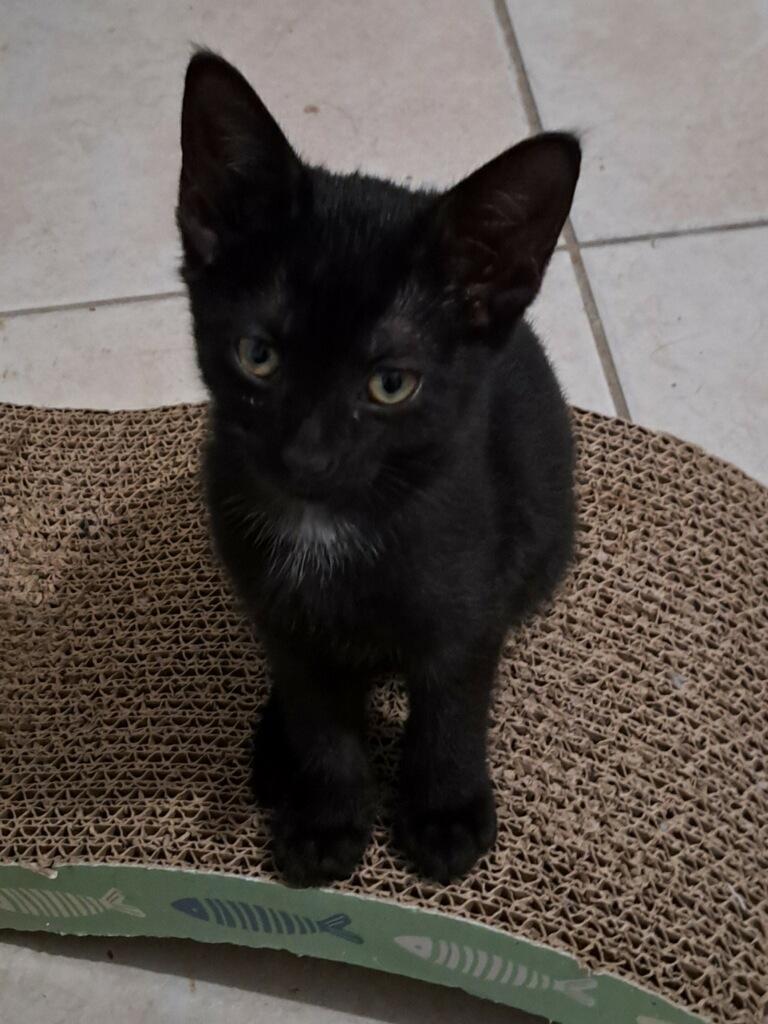 Enlarge Apple Pie, a Adoptable Domestic Short Hair in Bonita Springs, FL image 1/2