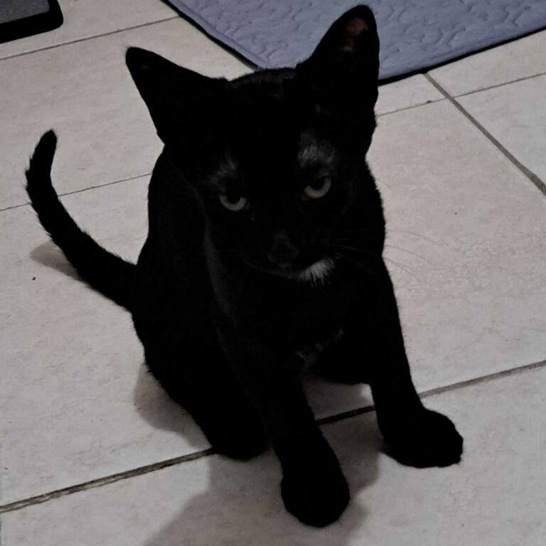 Apple Pie, a Adoptable Domestic Short Hair in Bonita Springs, FL image 3/5