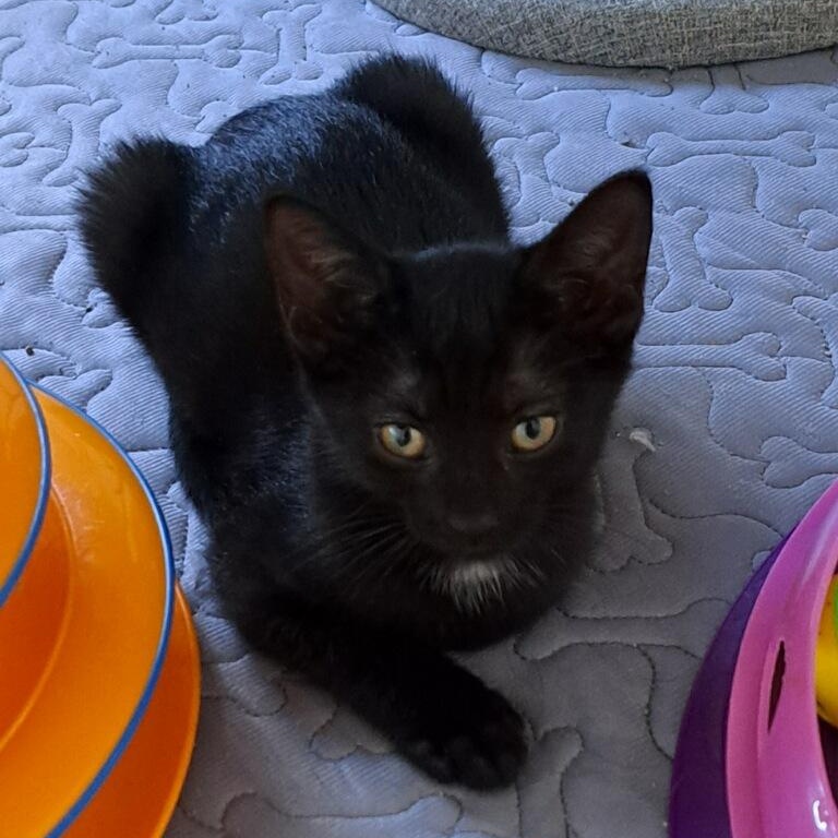 Apple Pie, a Adoptable Domestic Short Hair in Bonita Springs, FL image 1/5