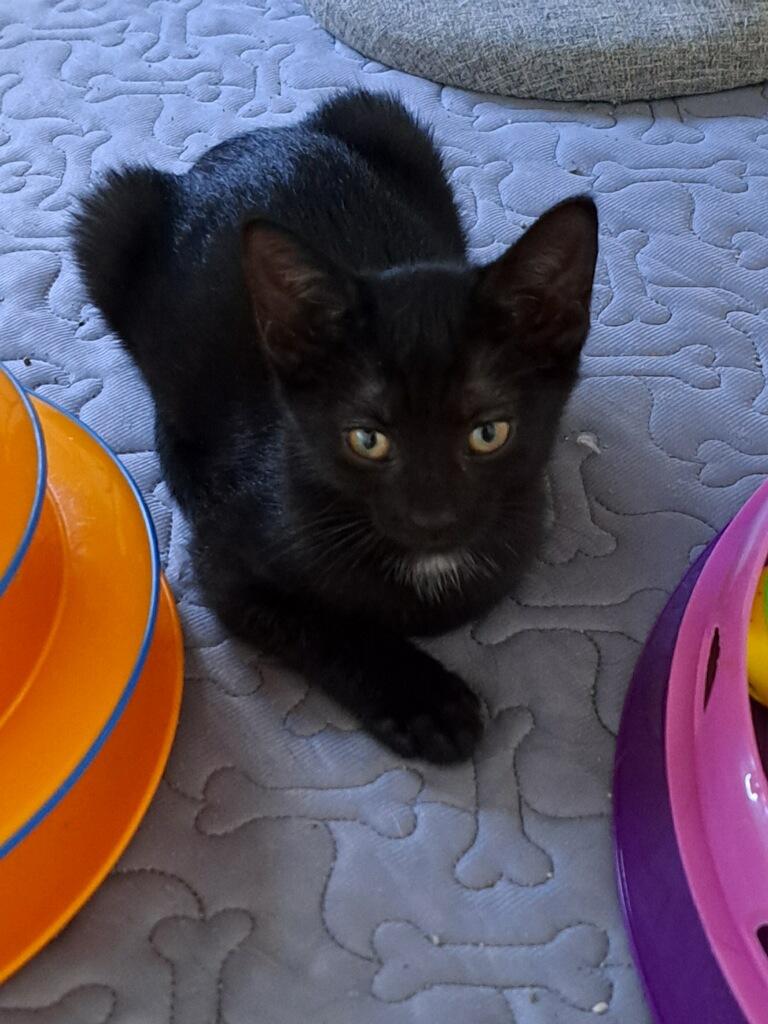 Enlarge Apple Pie, a Adoptable Domestic Short Hair in Bonita Springs, FL image 2/2