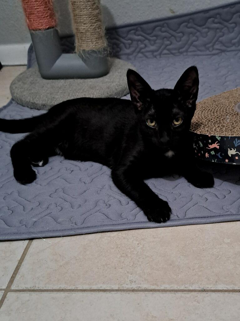 Apple Pie, a Adoptable Domestic Short Hair in Bonita Springs, FL image 2/5