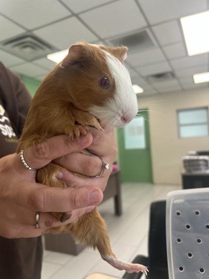 June Bug, Adoptable, Adult Female Guinea Pig & Guinea Pig.