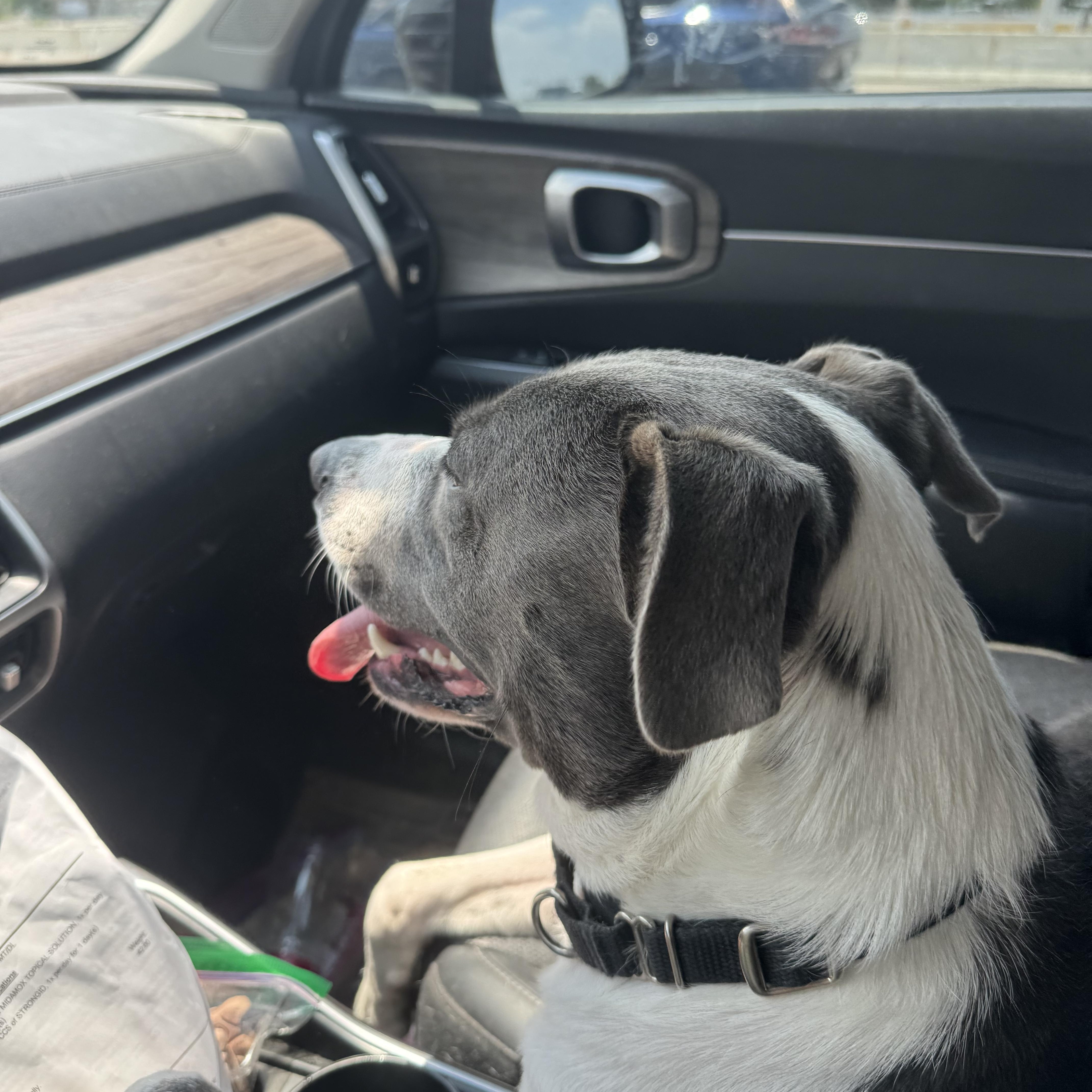 Levi, a Adoptable mixed breed in Manvel, TX image 2/5