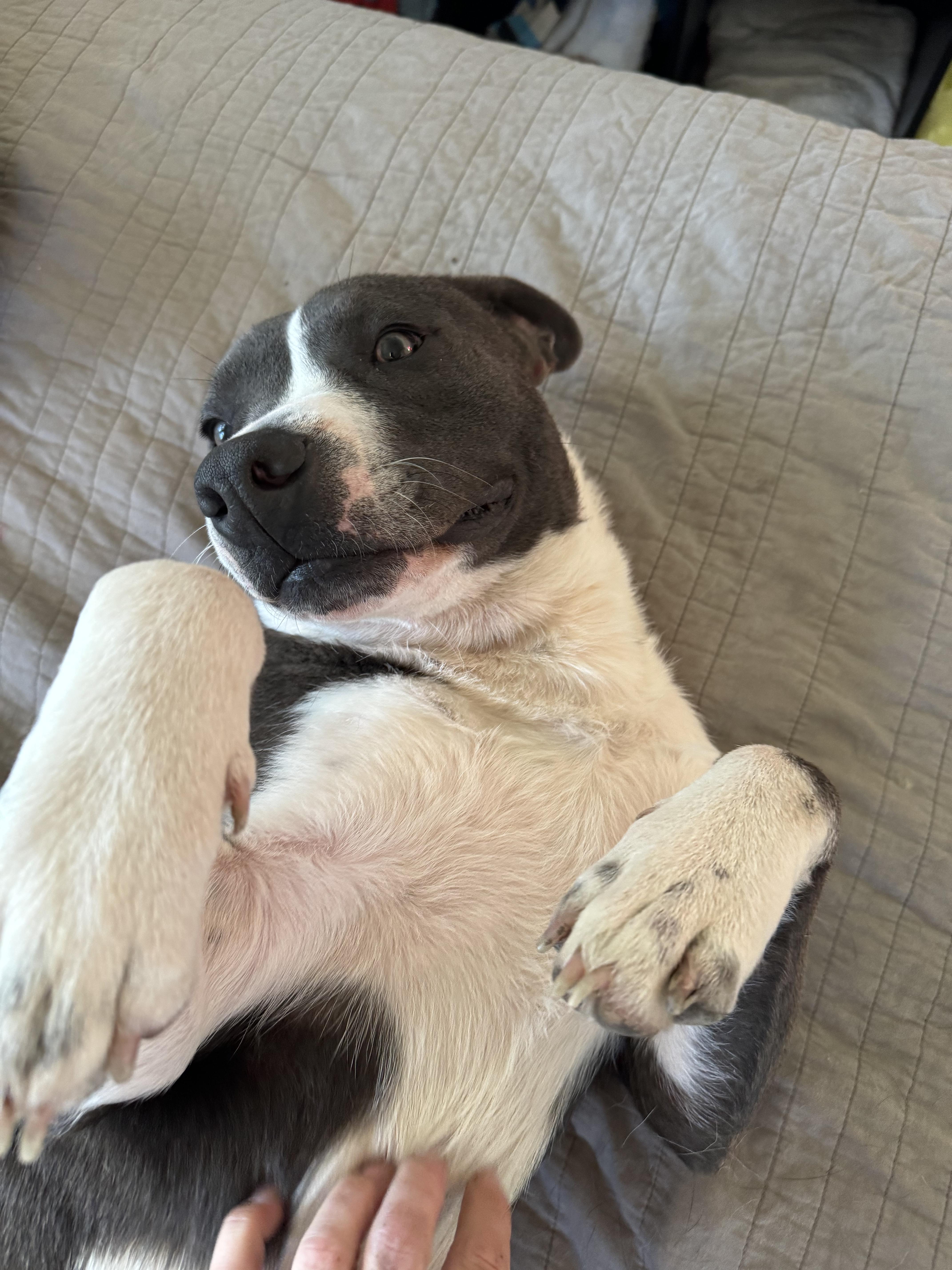 Levi, a Adoptable mixed breed in Manvel, TX image 3/5