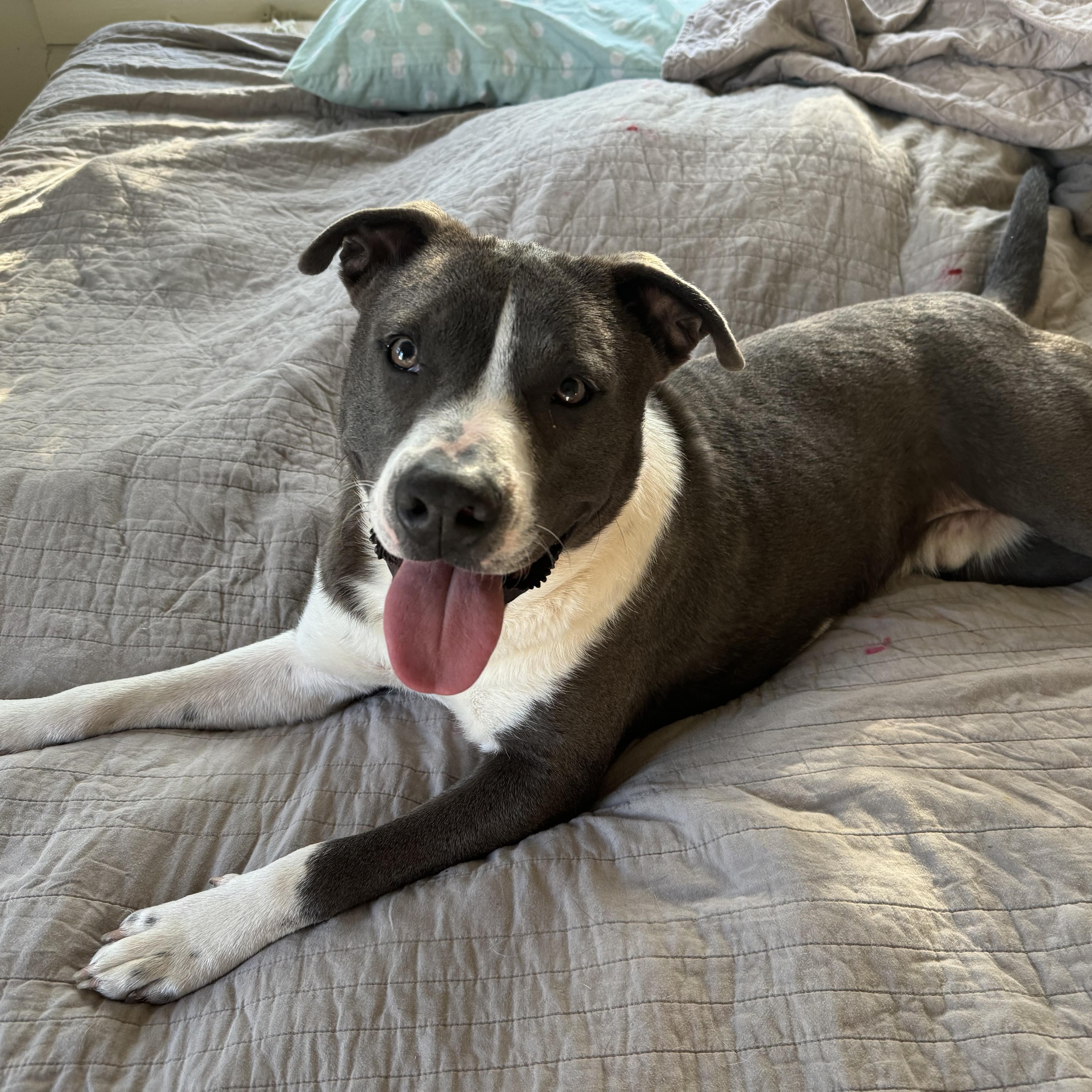 Levi, a Adoptable mixed breed in Manvel, TX image 4/5