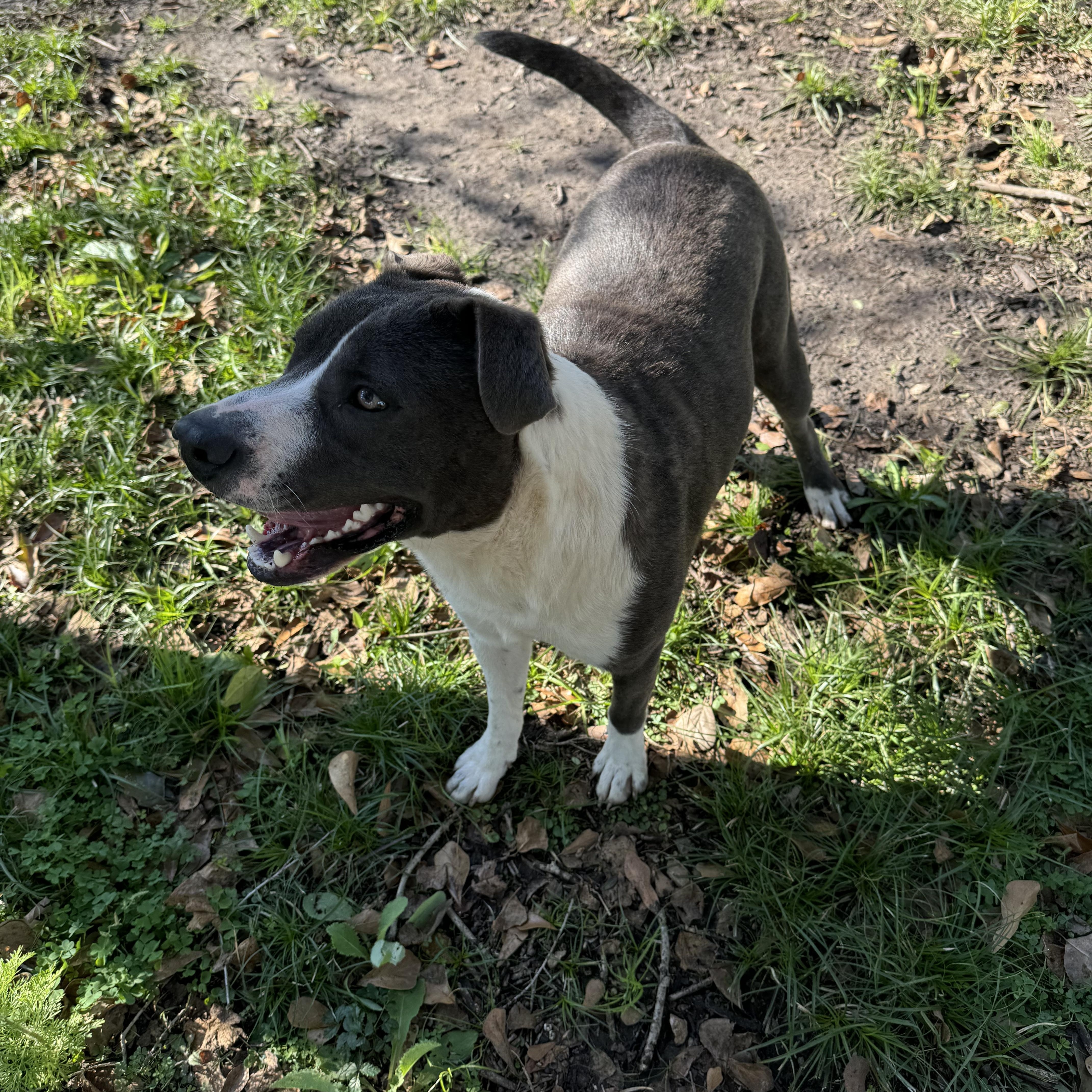 Levi, a Adoptable mixed breed in Manvel, TX image 5/5