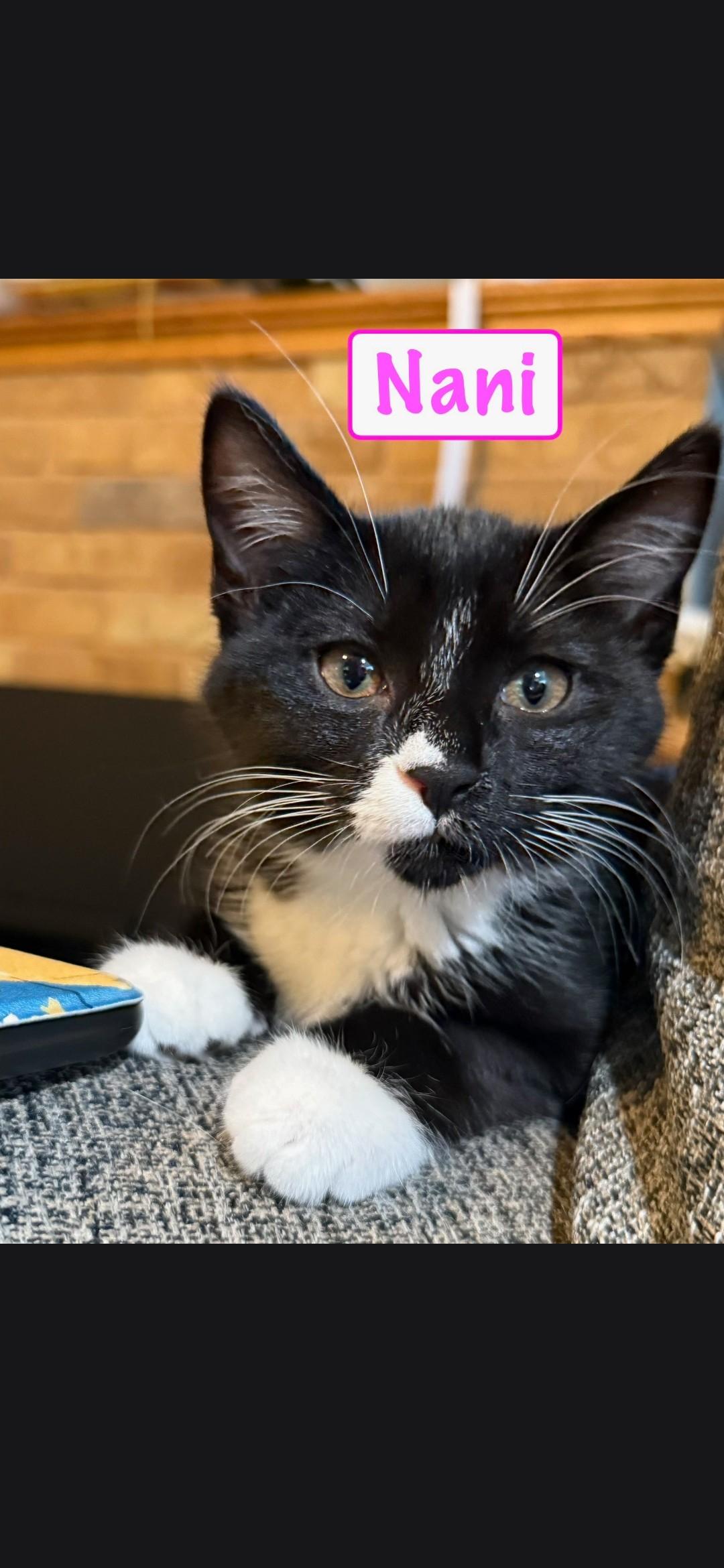 Nani, adoptable, Kitten Female Domestic Short Hair.
