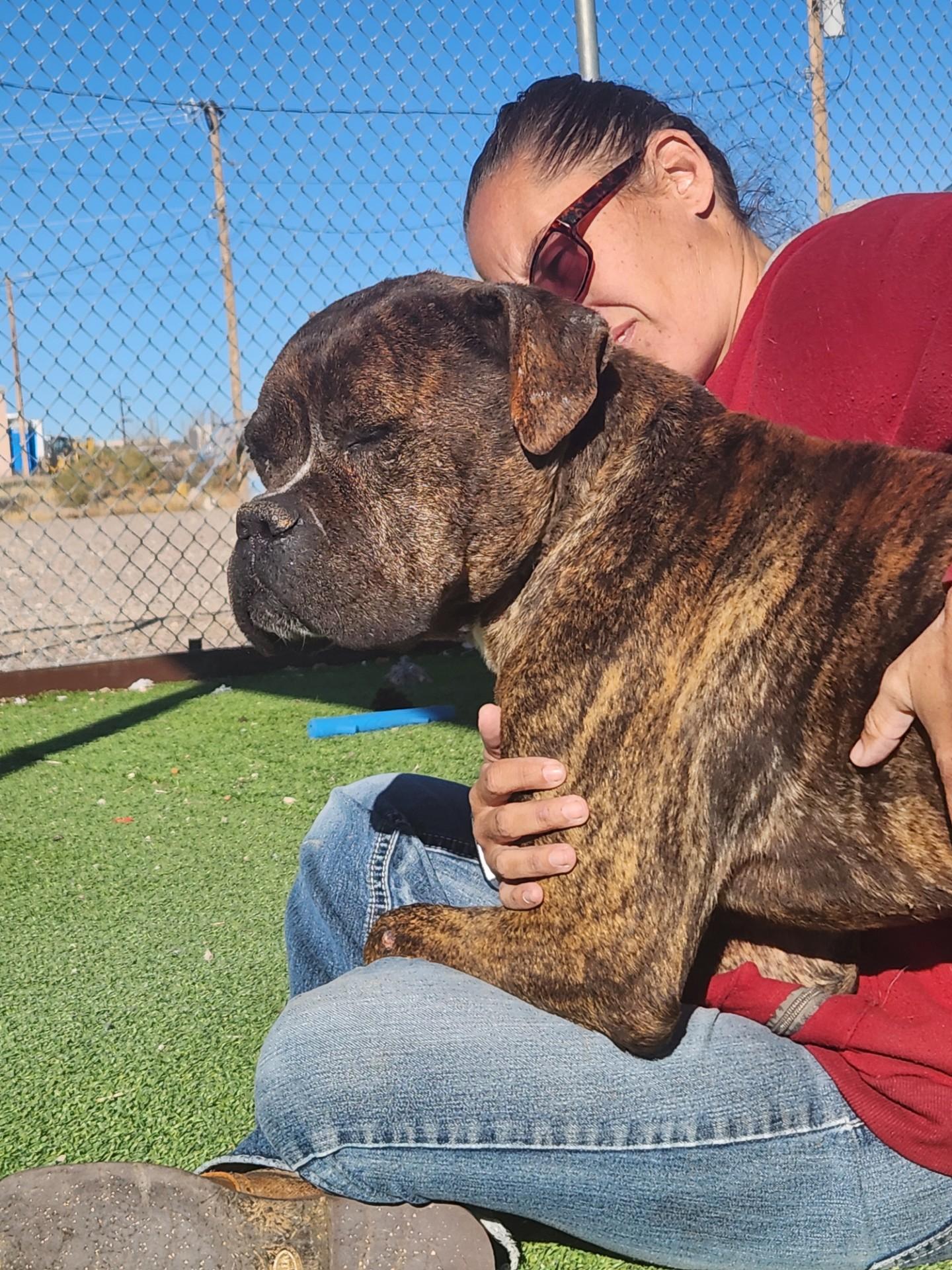 Enlarge Bullet, a ADOPTABLE mixed breed in Truth or Consequences , NM image 5/6