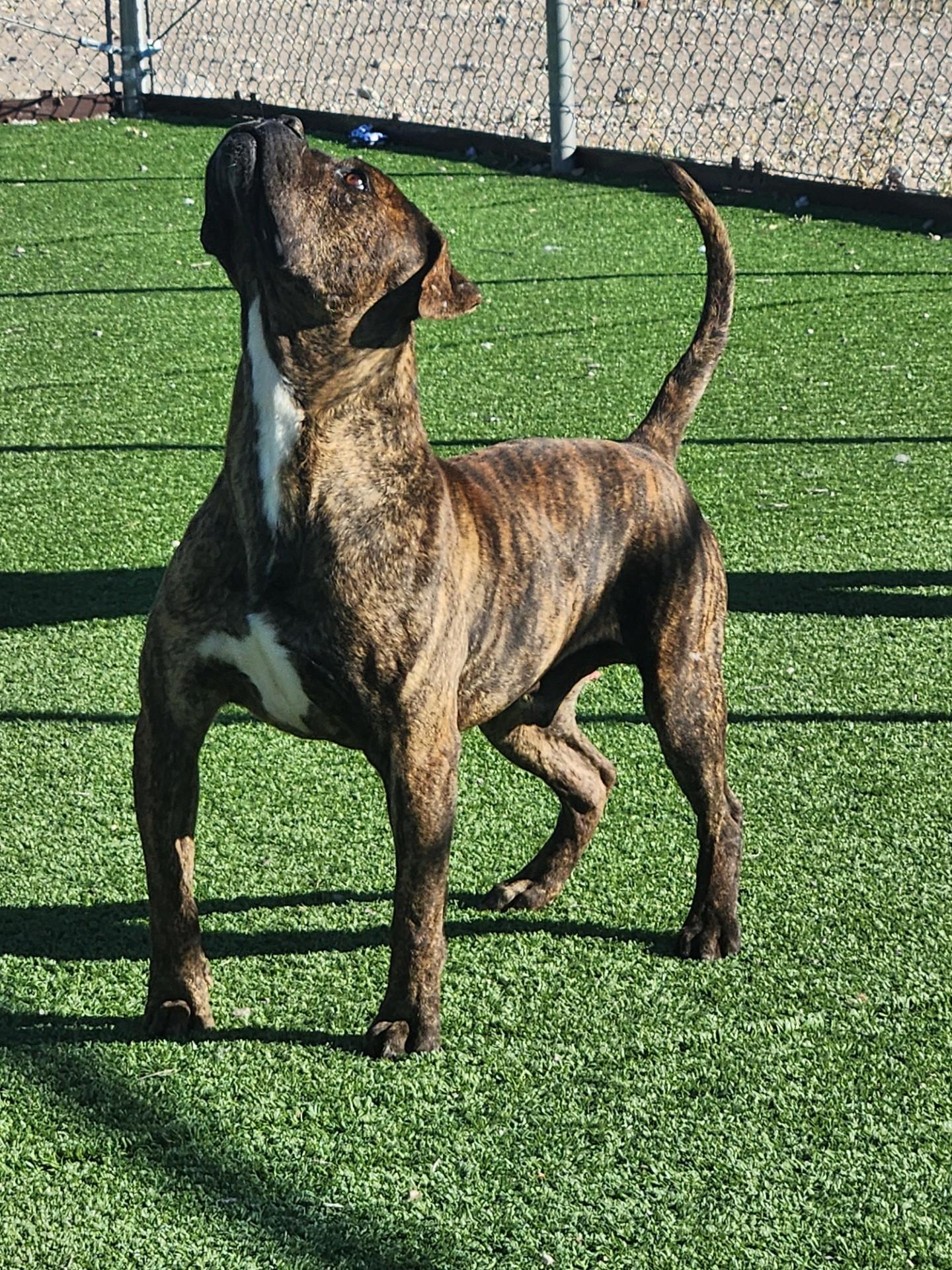 Enlarge Bullet, a ADOPTABLE mixed breed in Truth or Consequences , NM image 3/6