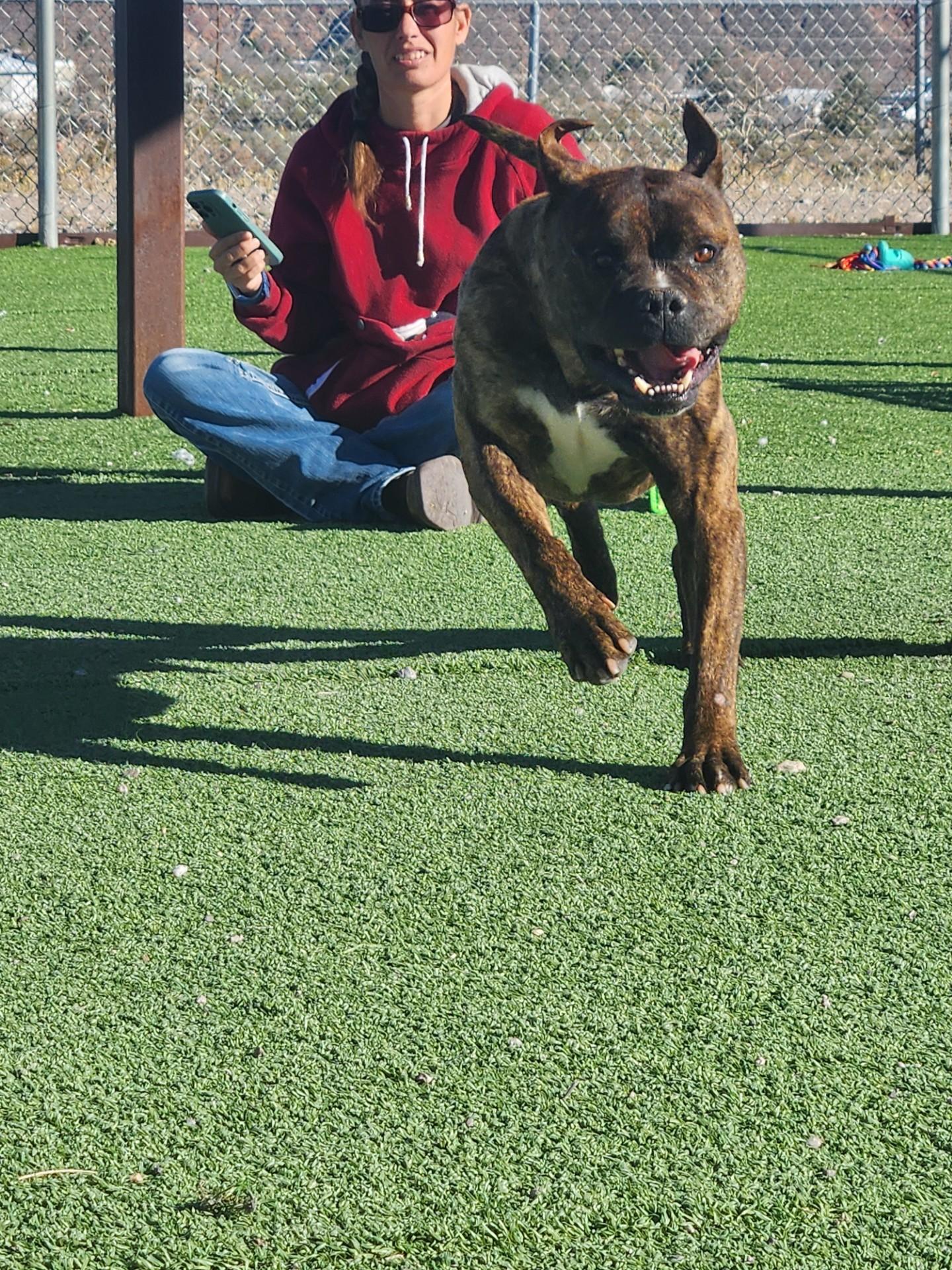 Bullet, ADOPTABLE, Senior Male Bullmastiff & Bulldog.