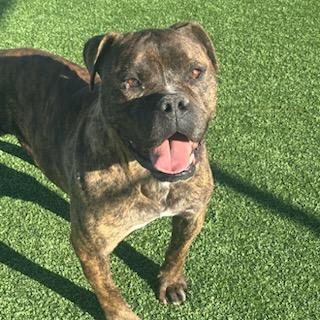 Enlarge Bullet, a ADOPTABLE mixed breed in Truth or Consequences , NM image 2/6