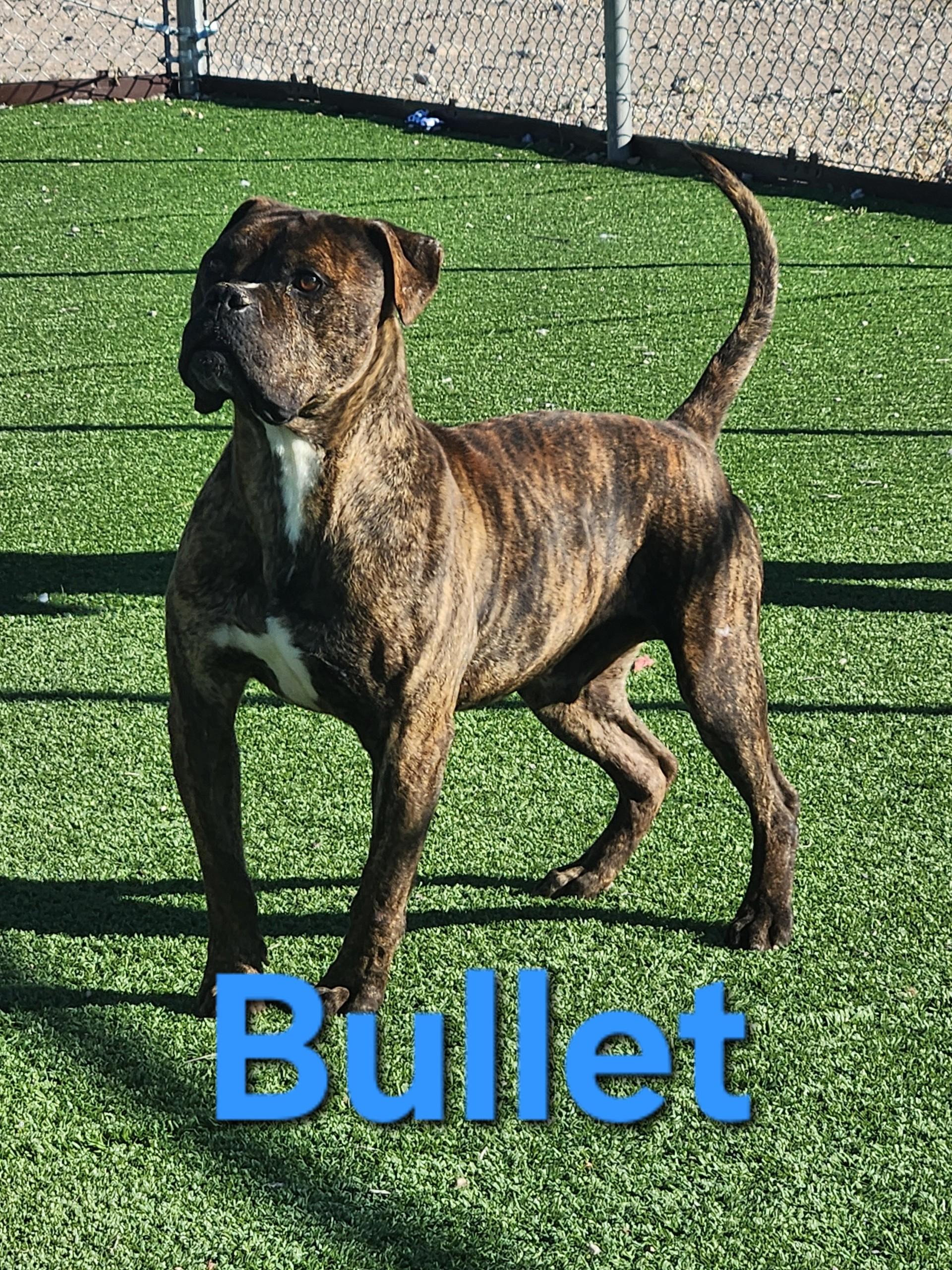 Enlarge Bullet, a ADOPTABLE mixed breed in Truth or Consequences , NM image 6/6