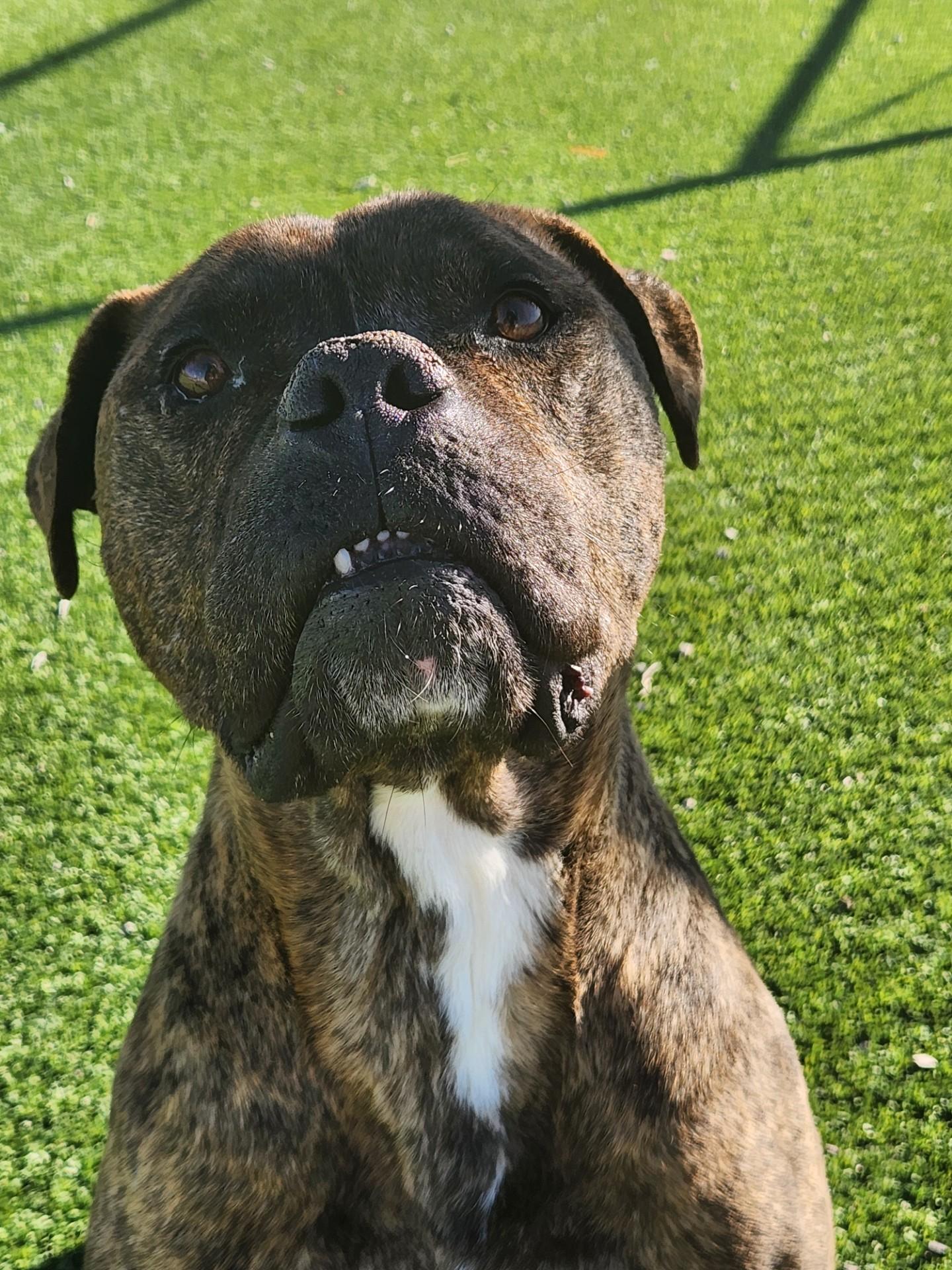 Enlarge Bullet, a ADOPTABLE mixed breed in Truth or Consequences , NM image 4/6