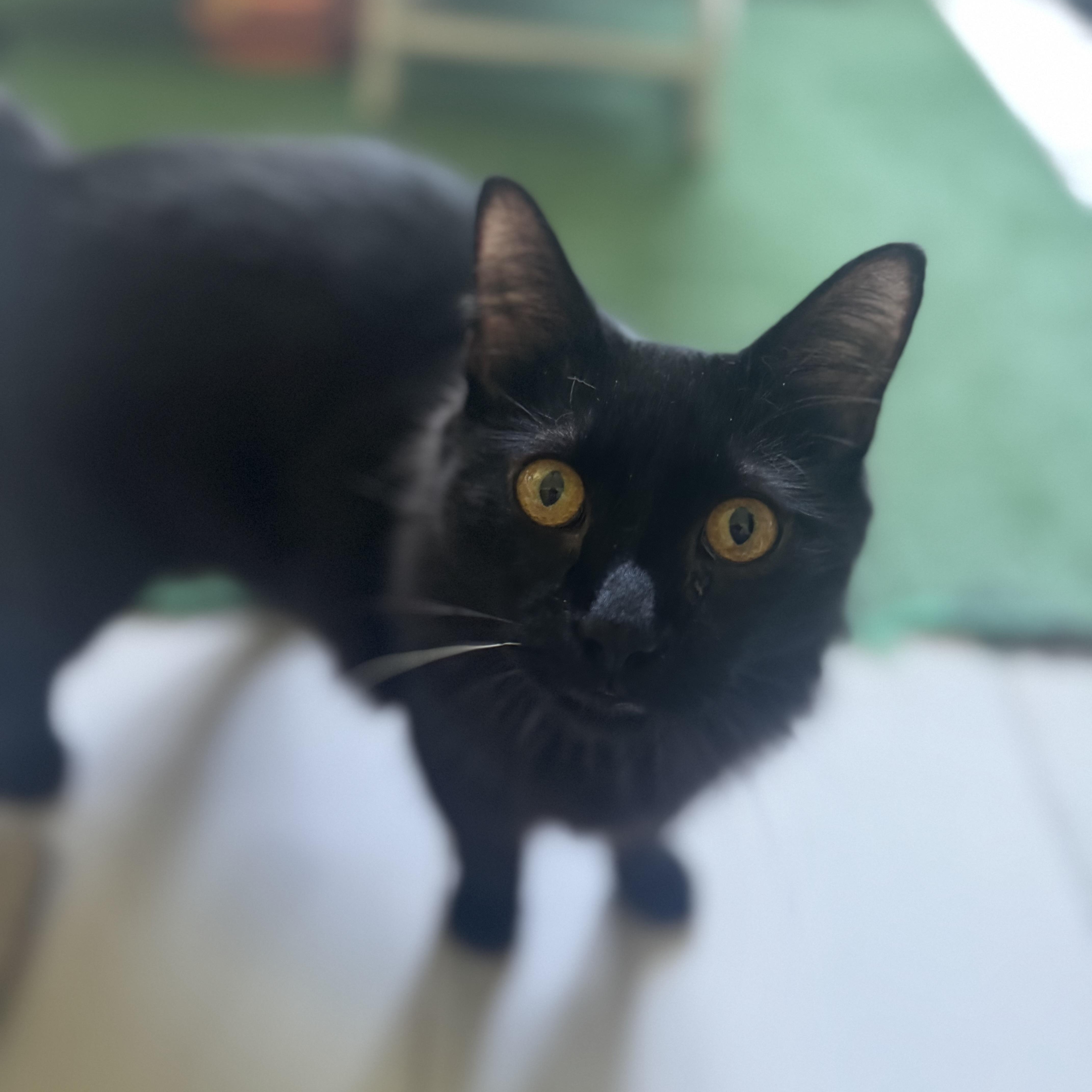 Enlarge Sombra, a Adoptable Domestic Long Hair in San Juan, PR image 1/4