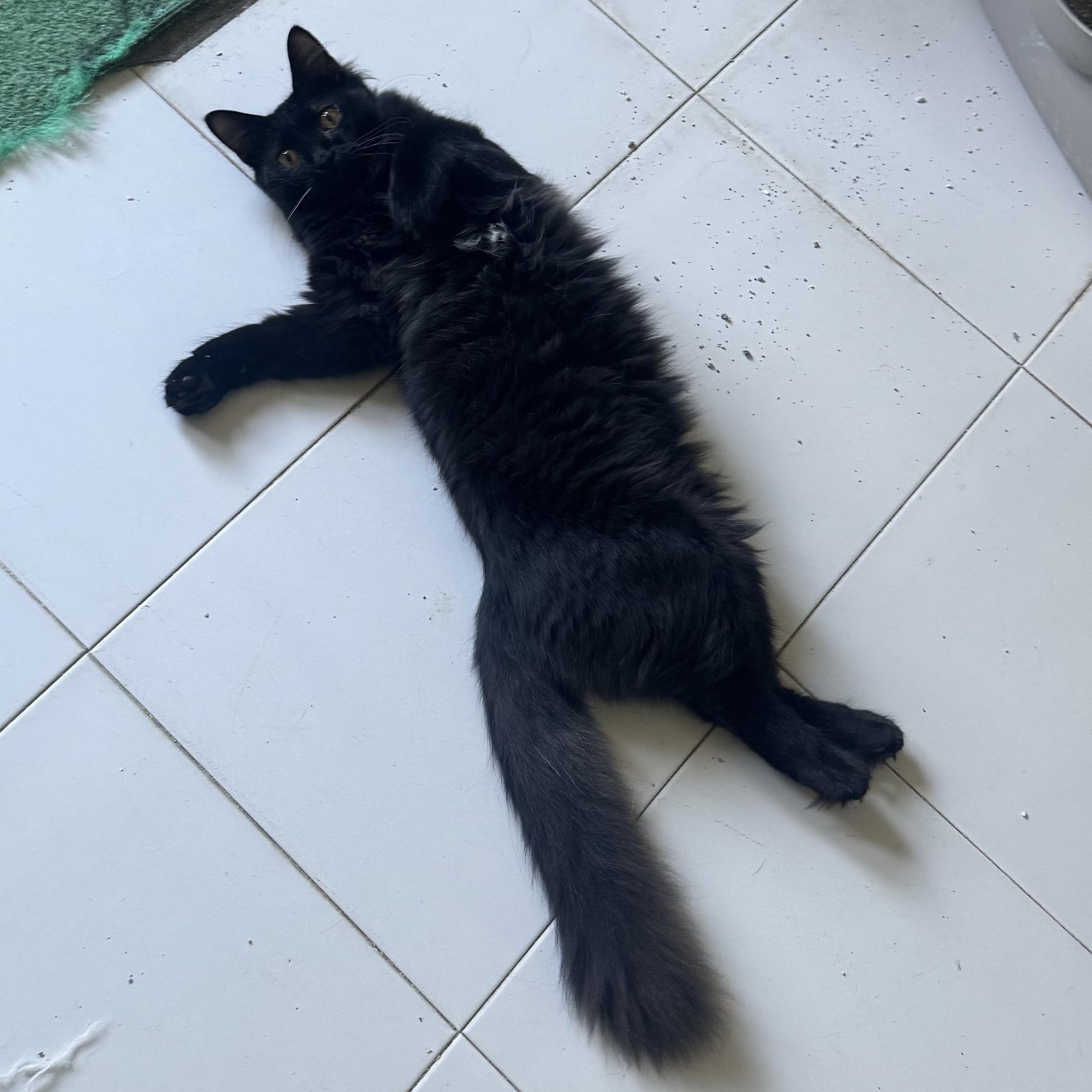 Sombra, ADOPTABLE, Young Male Domestic Long Hair.