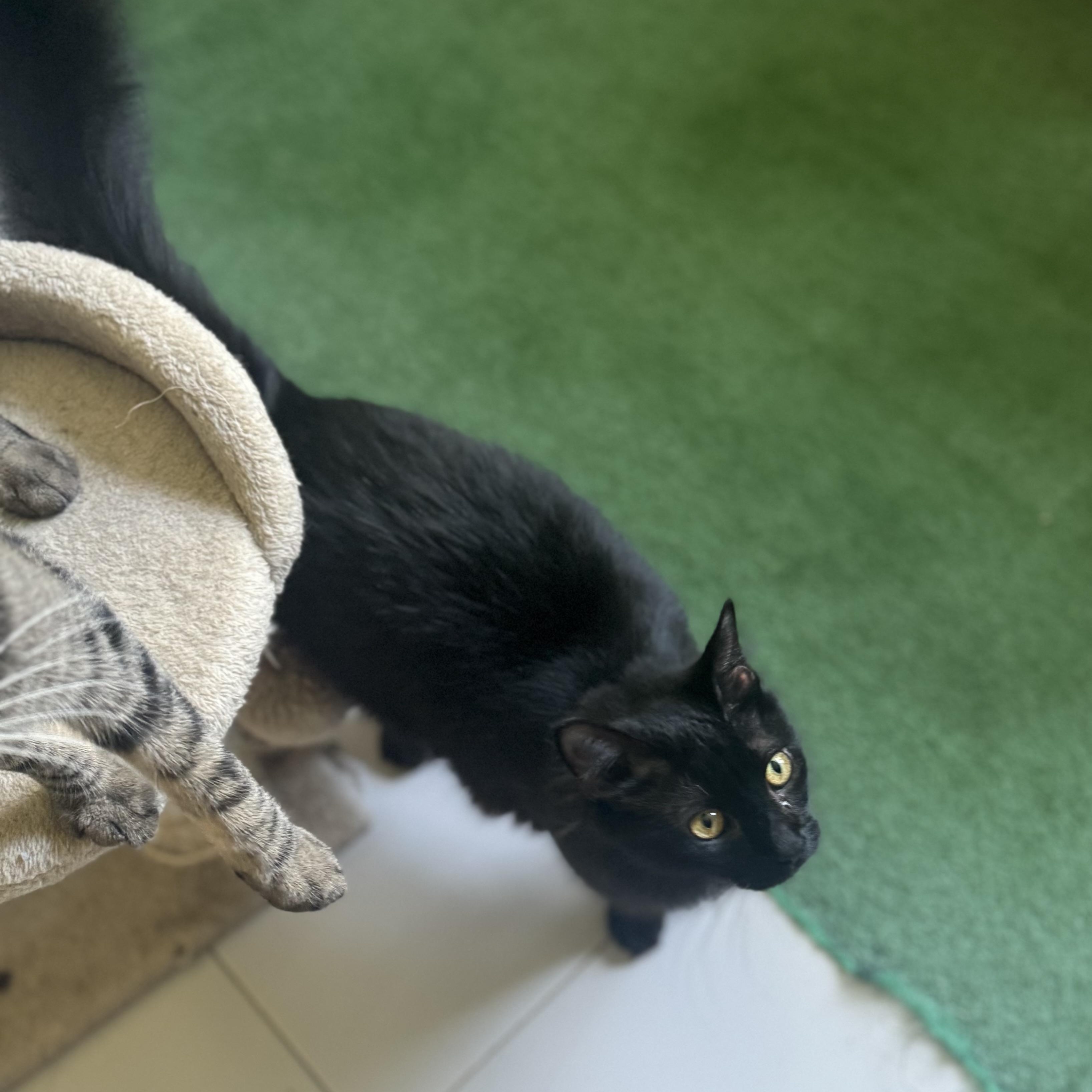 Enlarge Sombra, a Adoptable Domestic Long Hair in San Juan, PR image 3/4