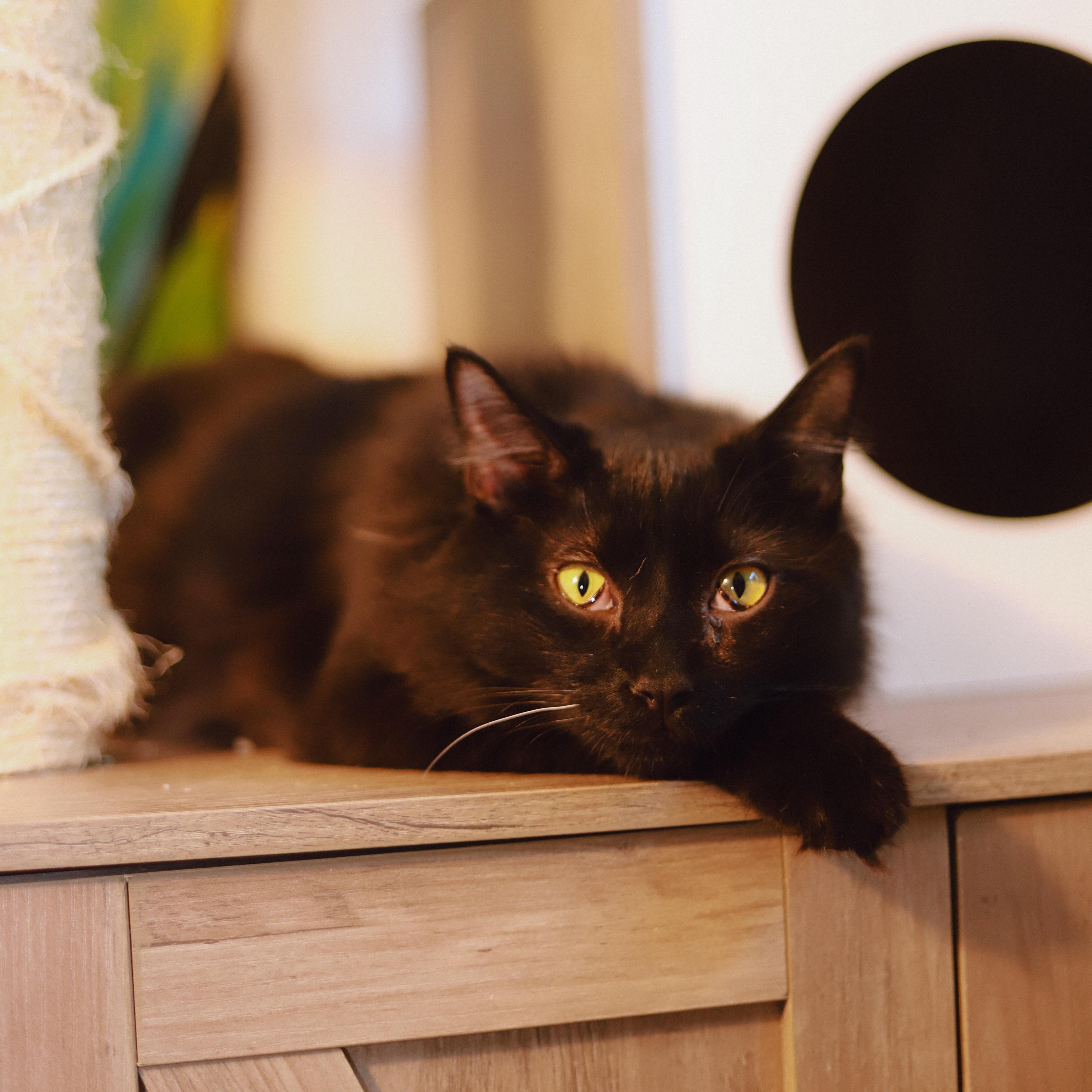 Enlarge Sombra, a Adoptable Domestic Long Hair in San Juan, PR image 1/4