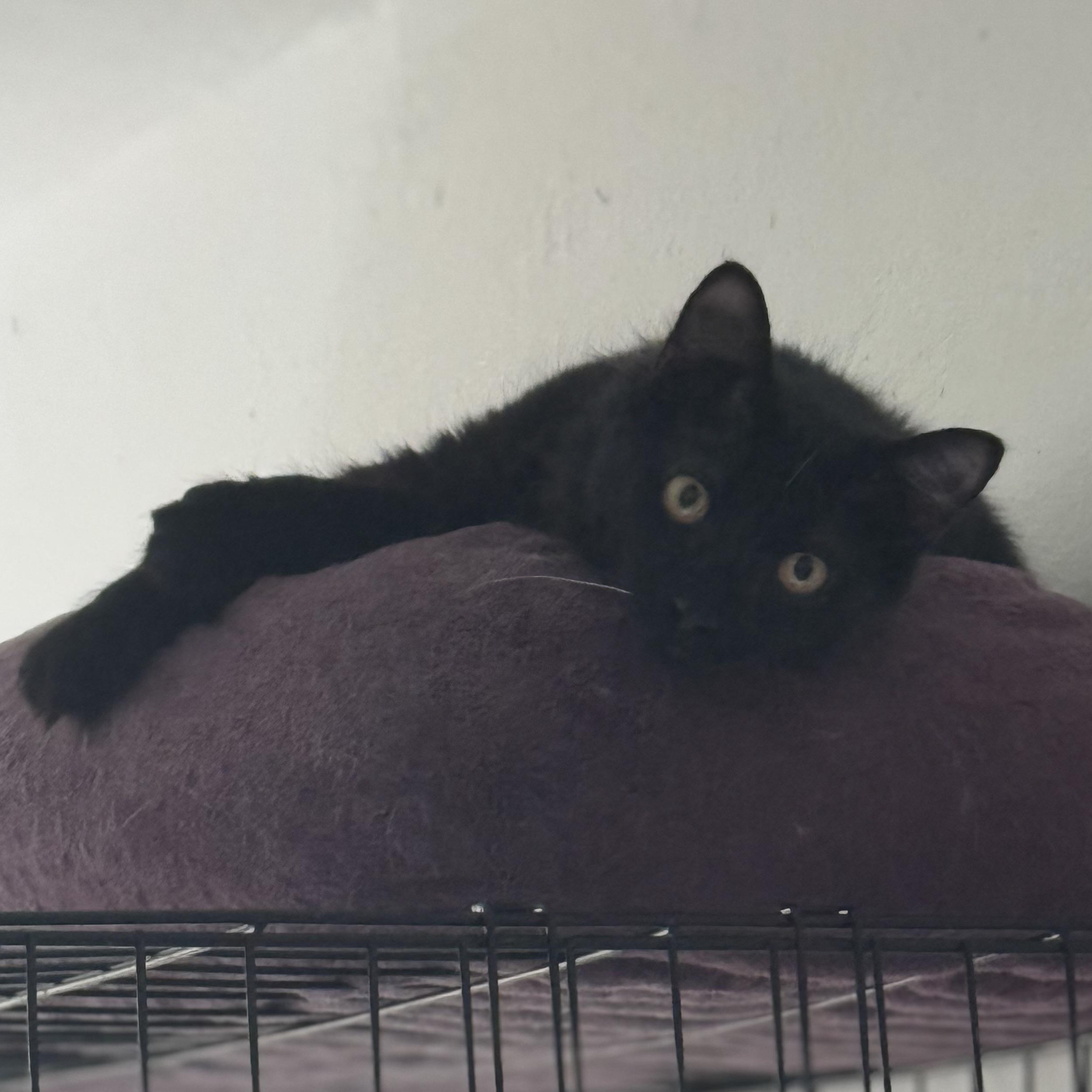 Sombra, a ADOPTABLE Domestic Long Hair in San Juan, PR image 2/2