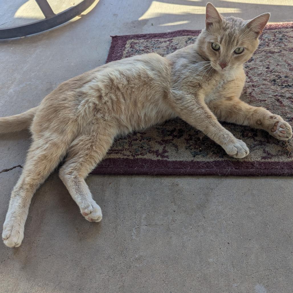 Tom CollinsSmith, Adoptable, Adult Male American Shorthair.