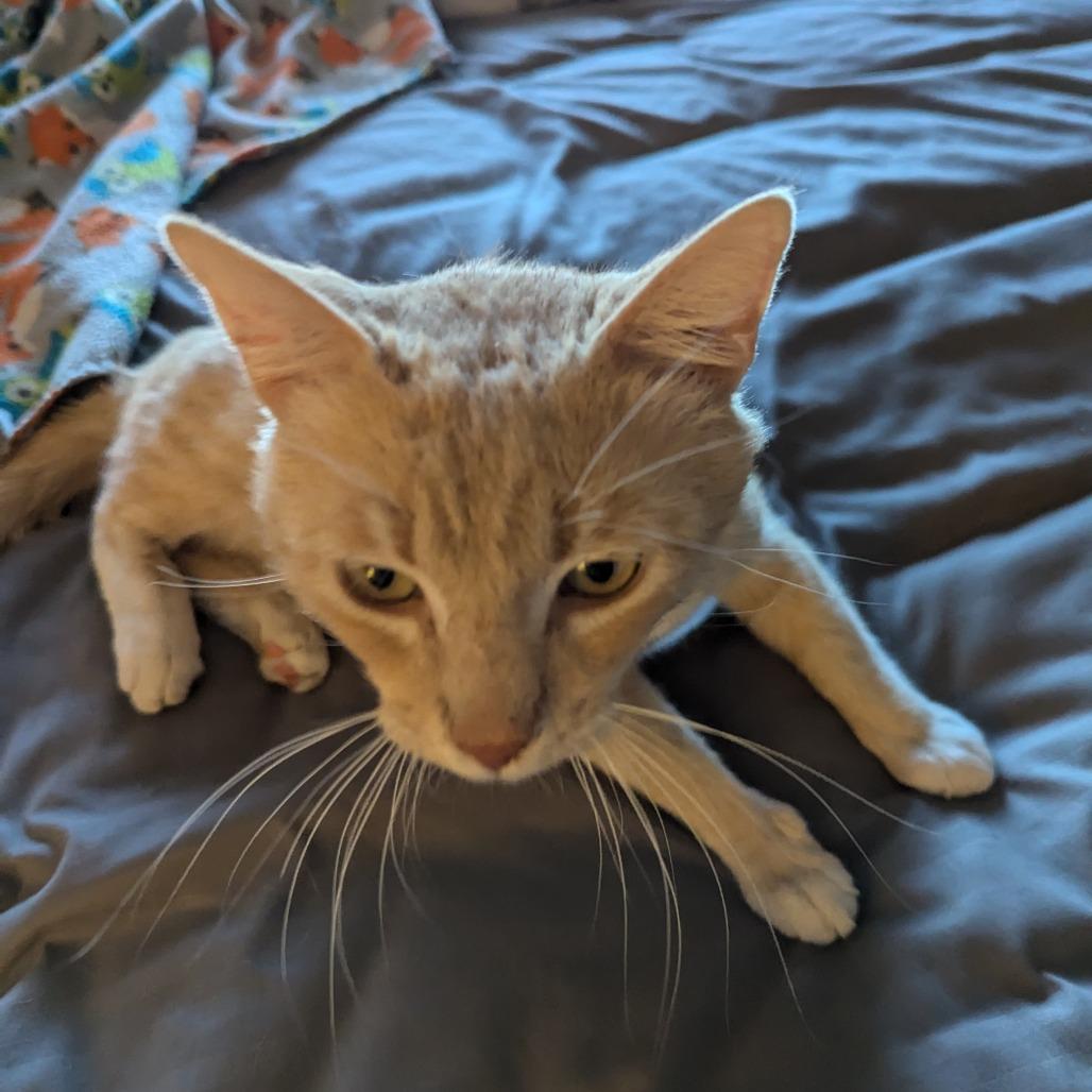 Enlarge Tom CollinsSmith, a Adoptable American Shorthair in Glendale, AZ image 2/3