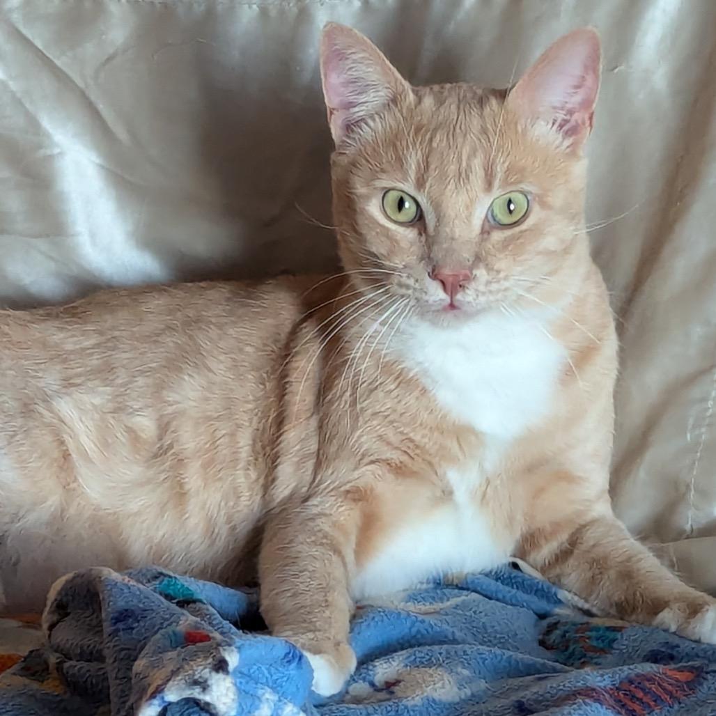 Enlarge Tom CollinsSmith, a Adoptable American Shorthair in Glendale, AZ image 3/3