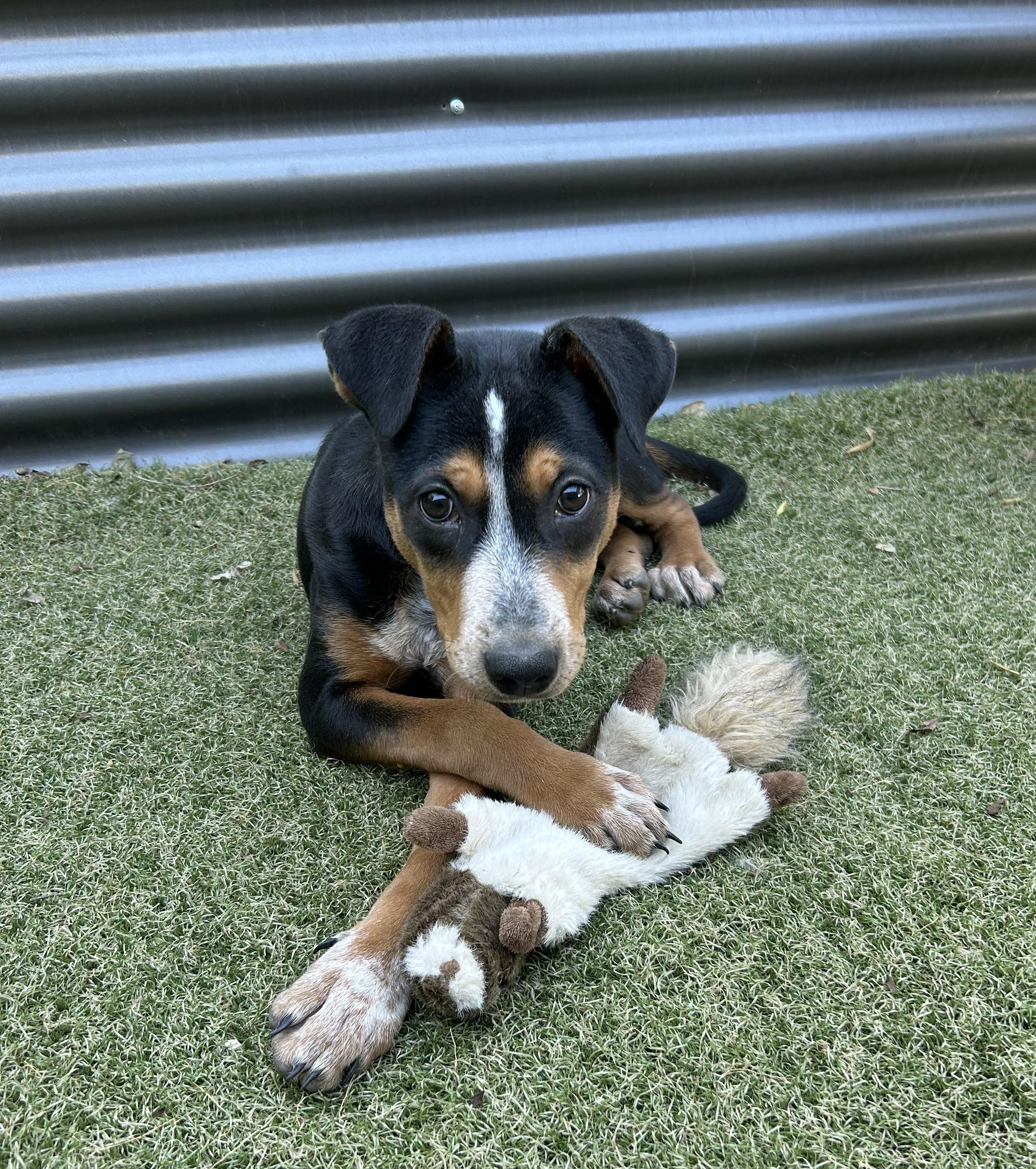 Enlarge Vortex, a ADOPTABLE mixed breed in Apache Junction, AZ image 3/4