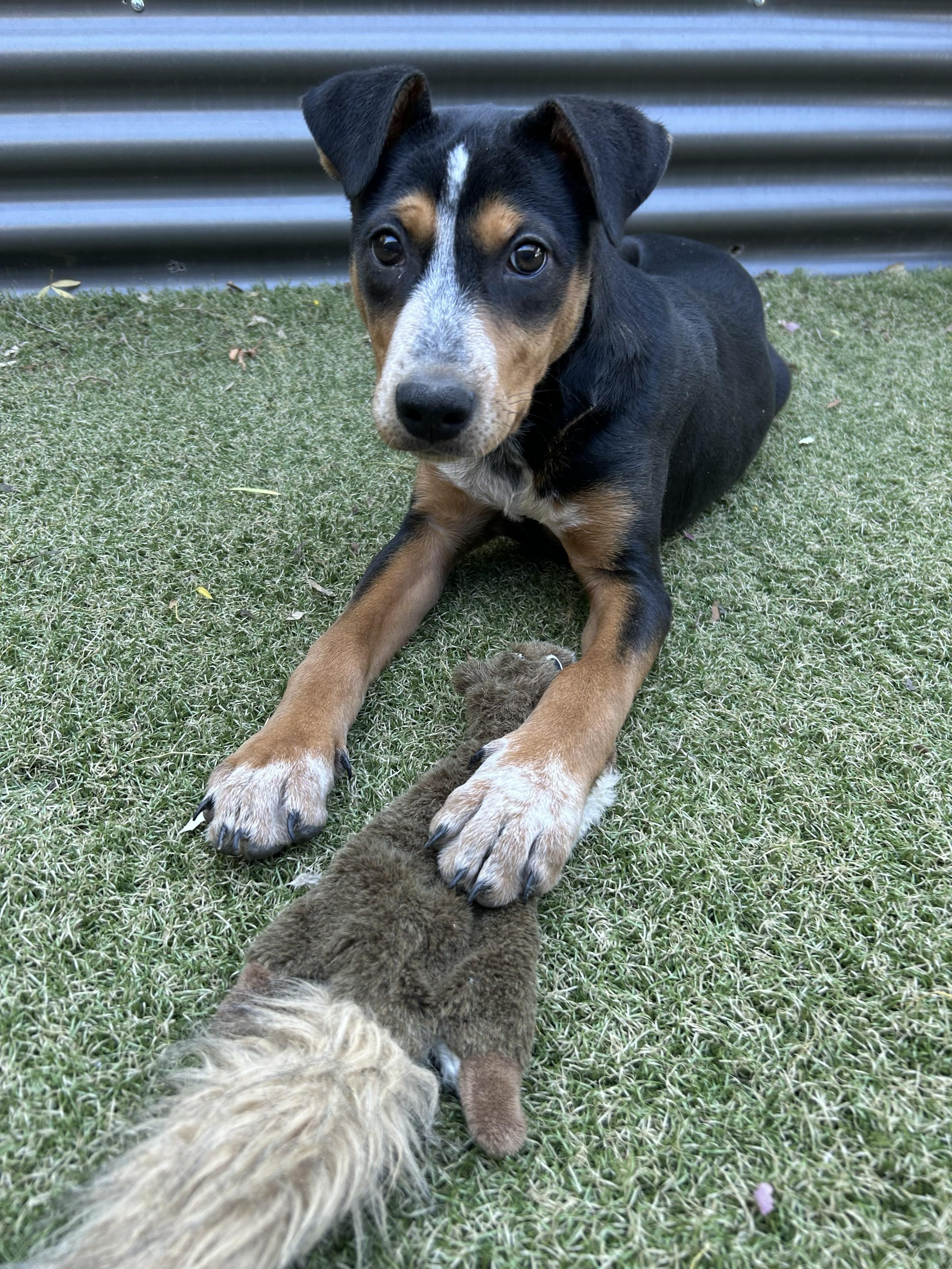 Enlarge Vortex, a ADOPTABLE mixed breed in Apache Junction, AZ image 4/4