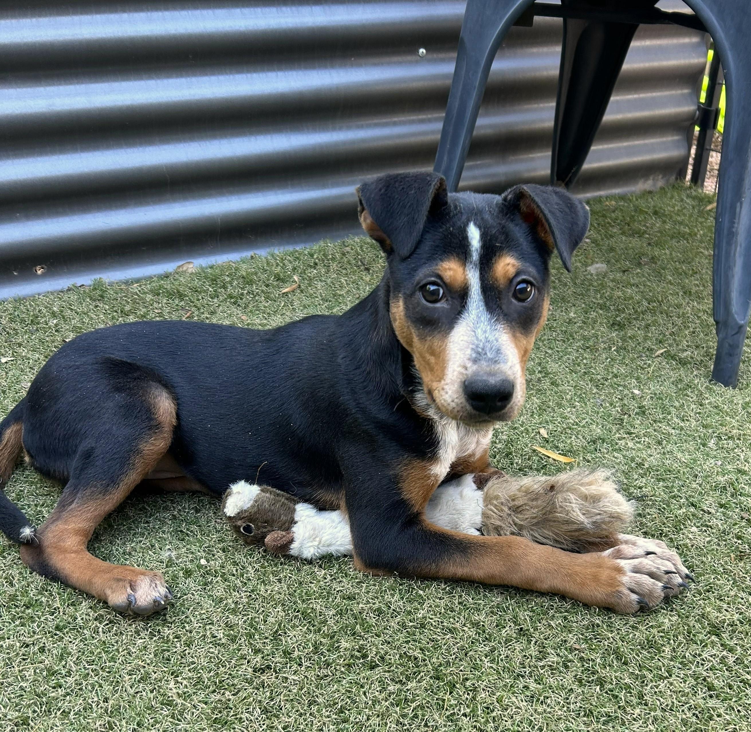 Vortex, ADOPTABLE, Puppy Female Australian Cattle Dog / Blue Heeler & Cattle Dog.