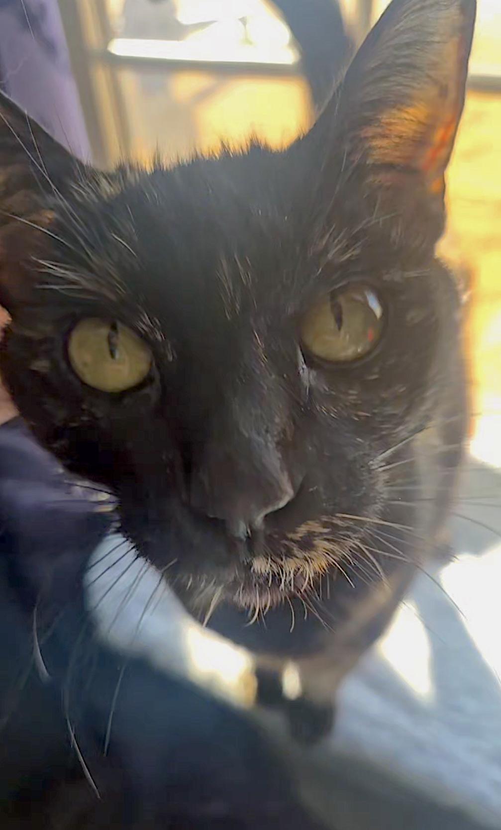 Rosie — thumbnail 5