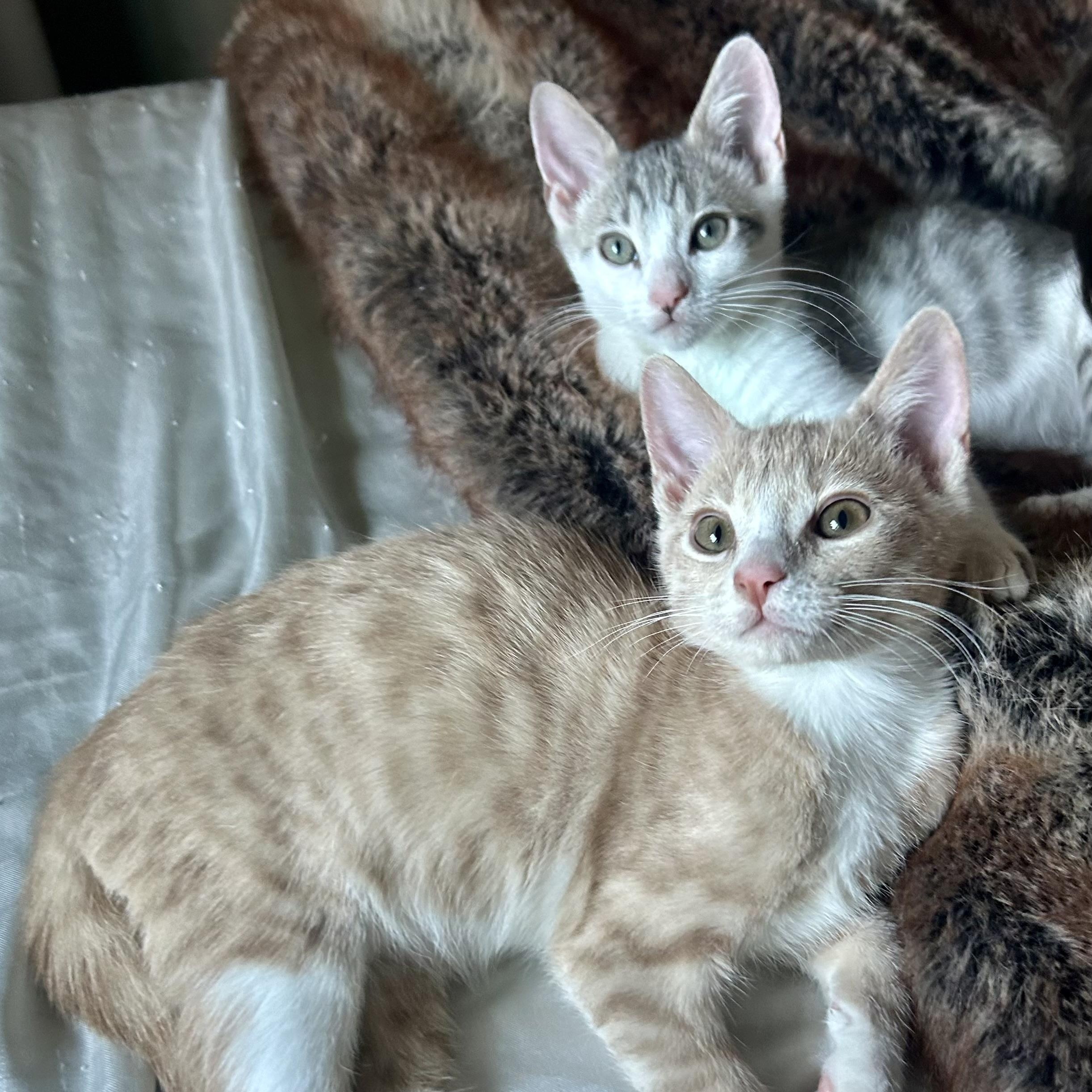 Enlarge Sandy & Maple - BONDED PAIR , a ADOPTABLE mixed breed in San Jose, CA image 2/2